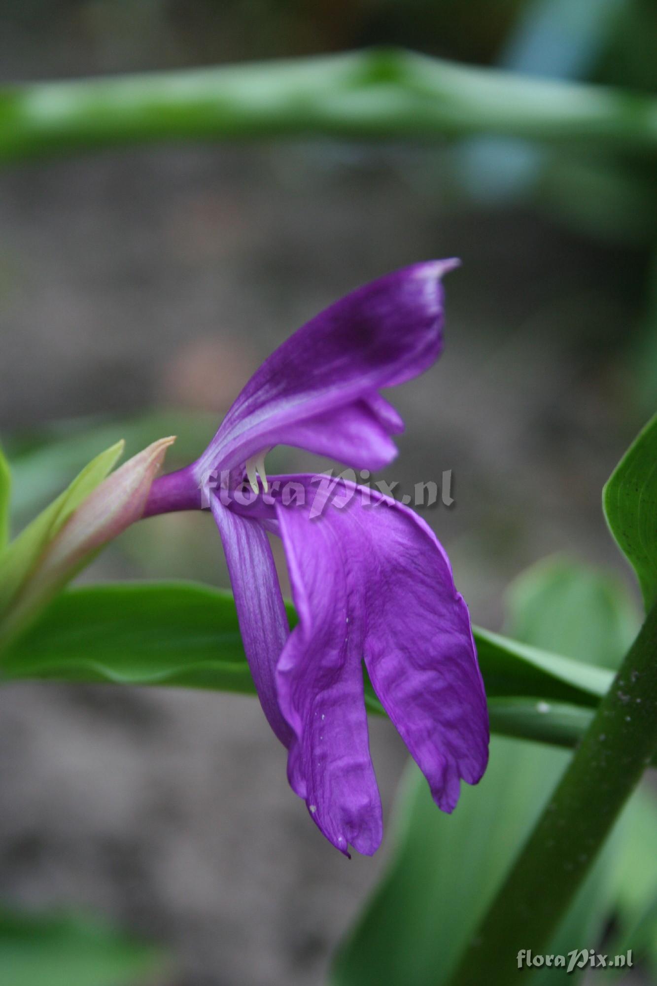 Roscoea tibetica