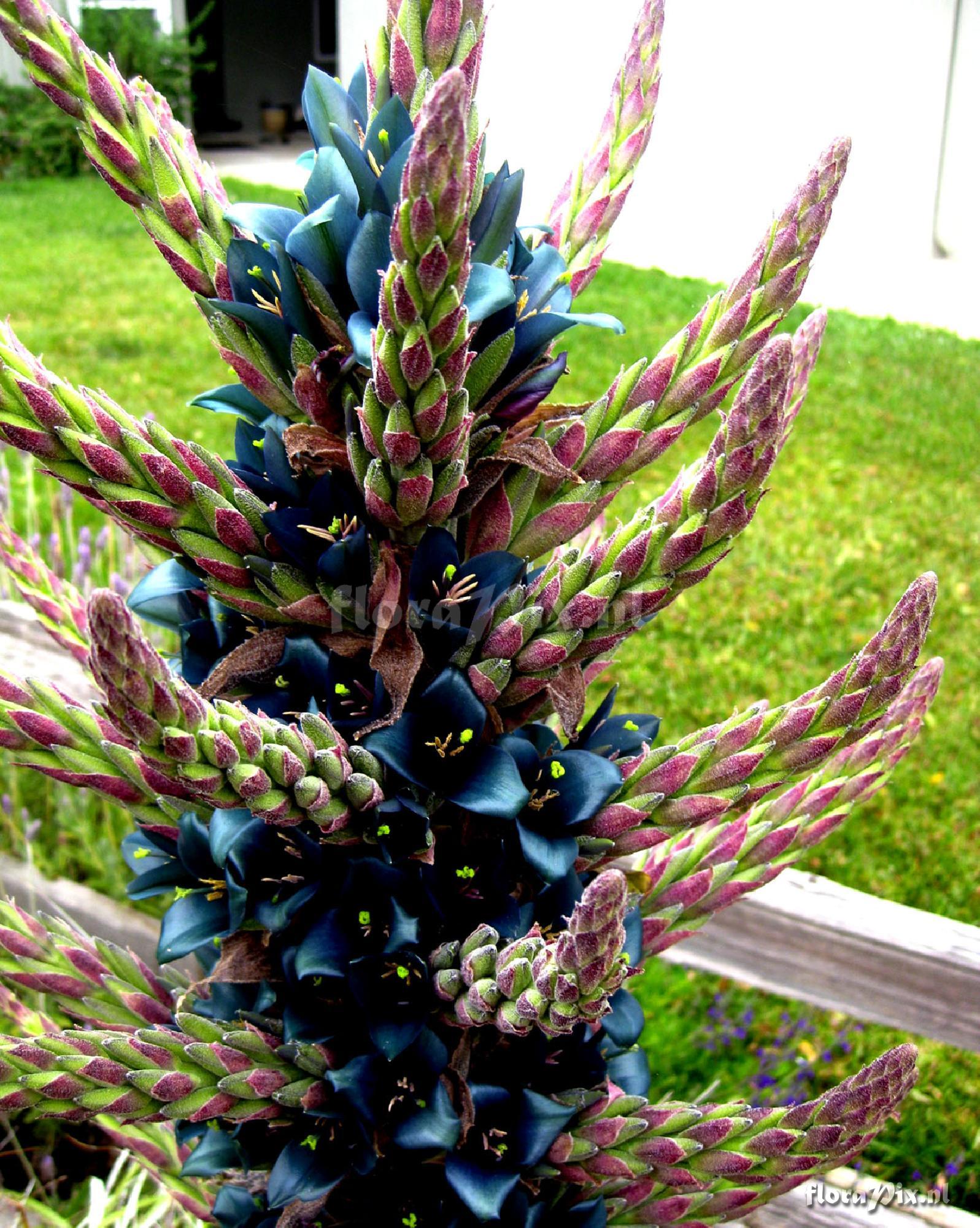 Puya alpestris 