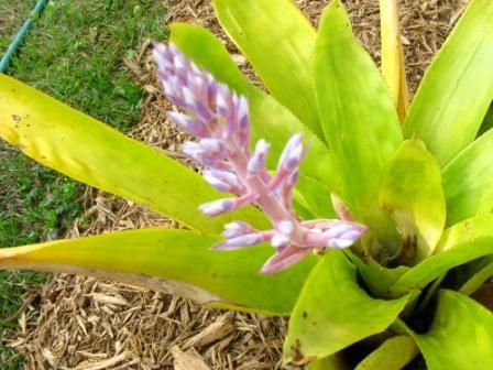 Aechmea 