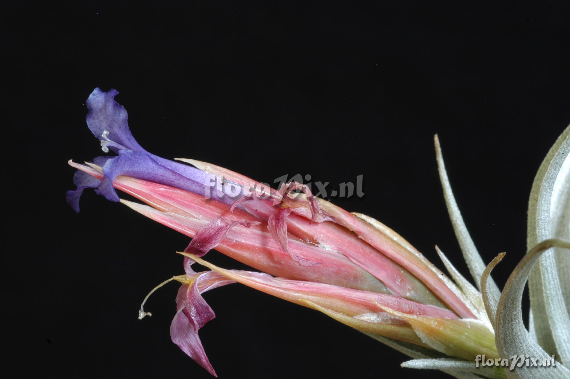 Tillandsia cf. hegeri