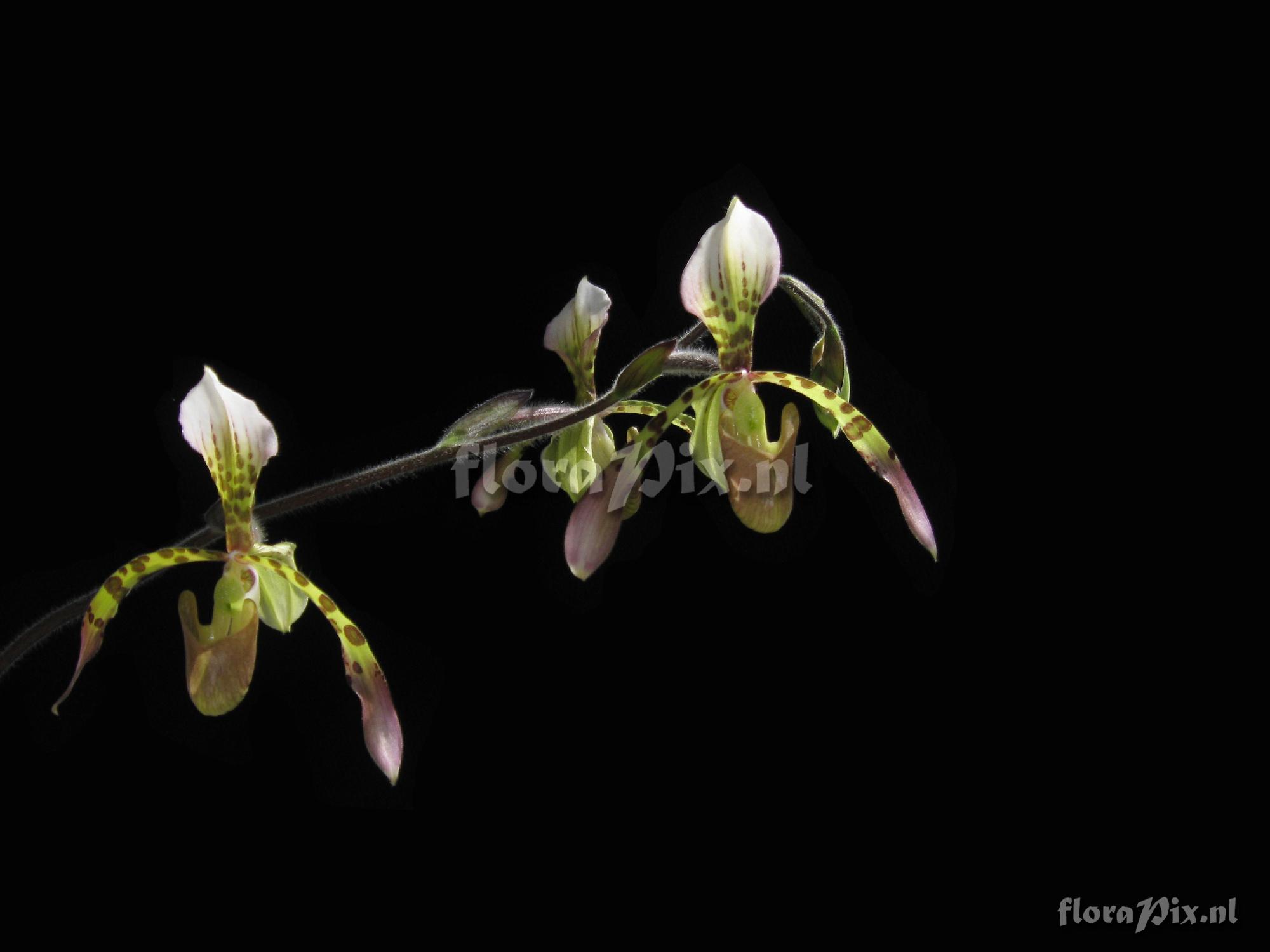 Paphiopedilum haynaldianum (RCHB.F.) Stein