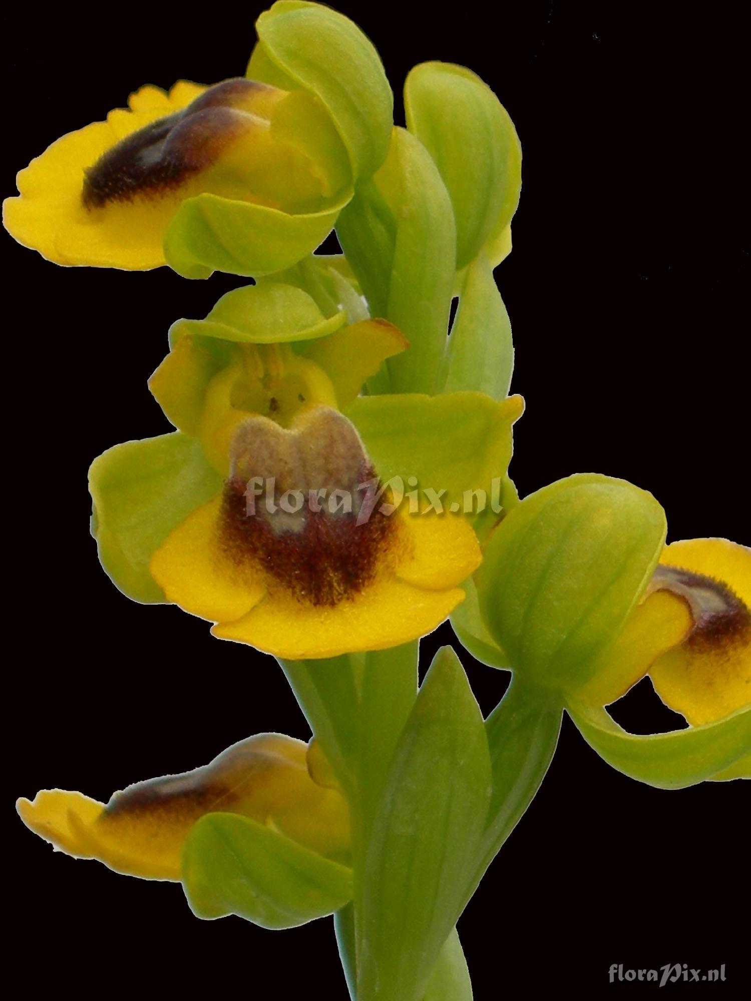 Ophrys lutea