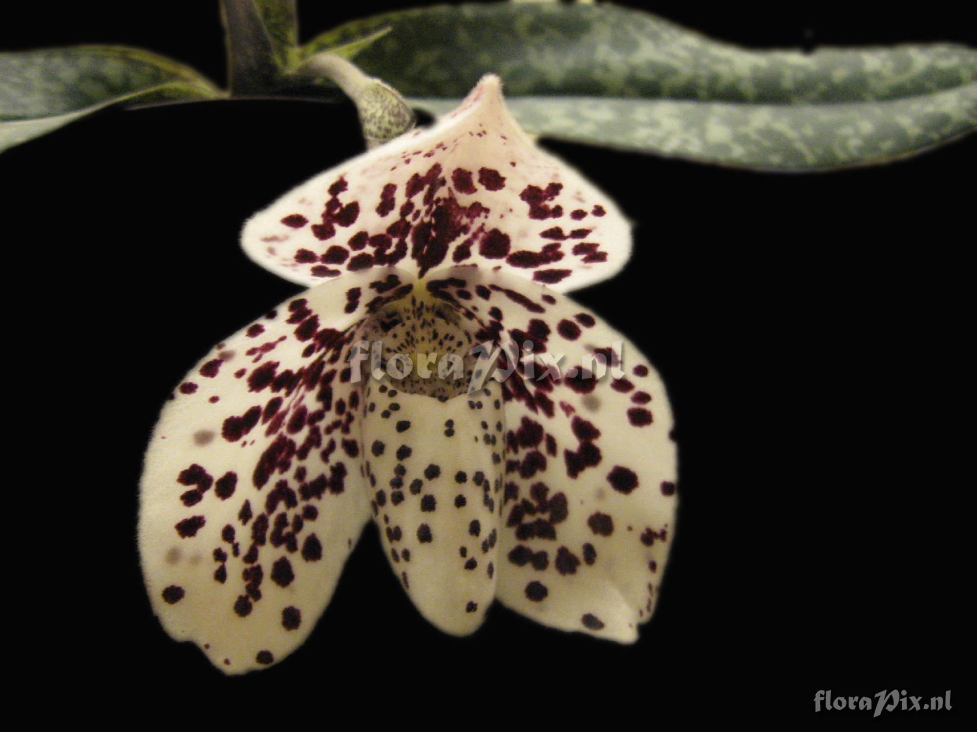 Paphiopedilum concobellatulum