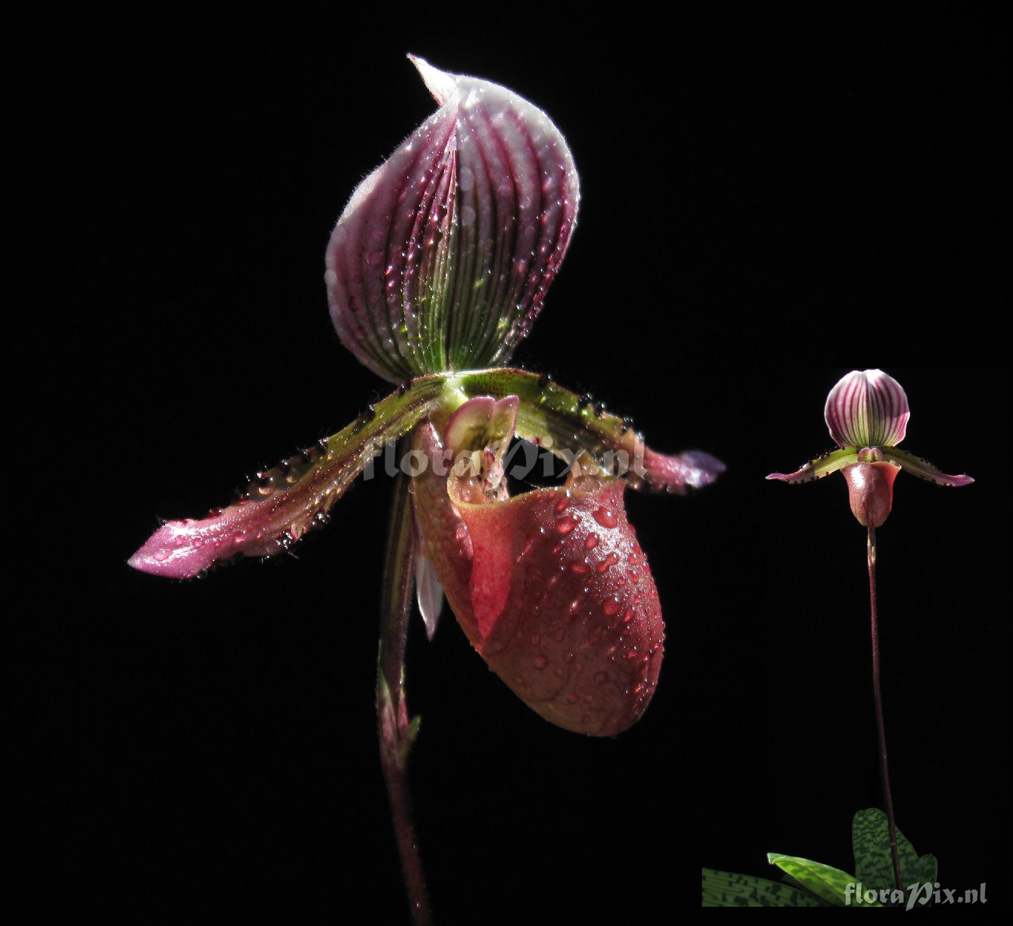 Paphiopedilum lawrenceanum