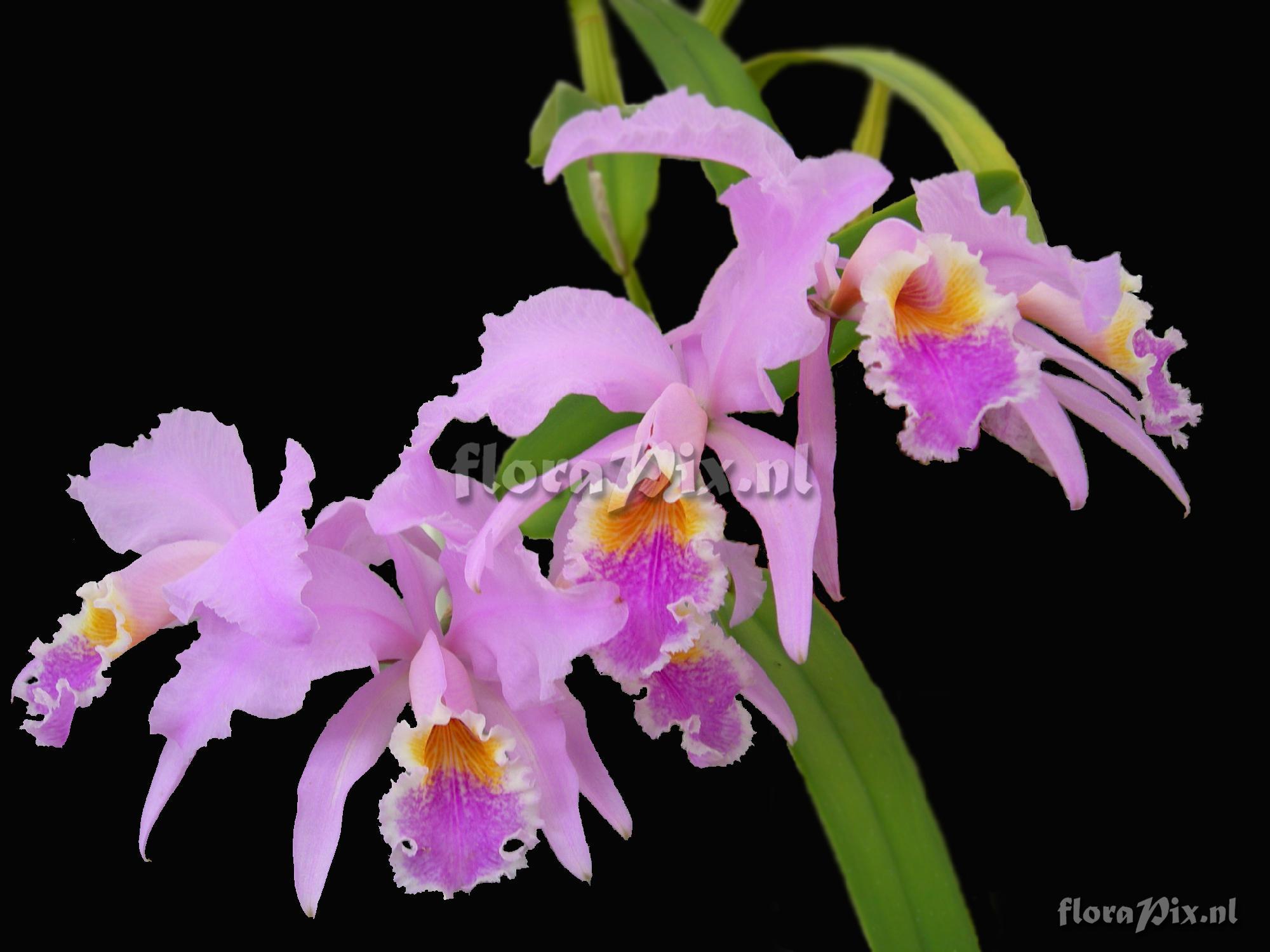 Cattleya mossiae