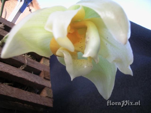 Stanhopea psuedoradiosa