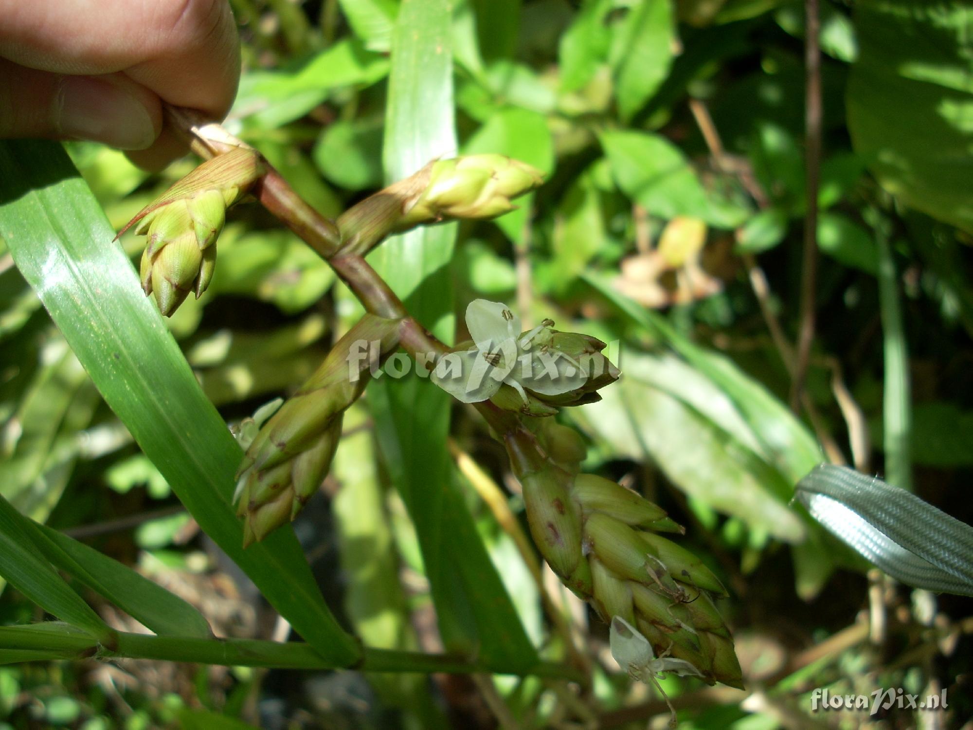 Guzmania sphaeroudea