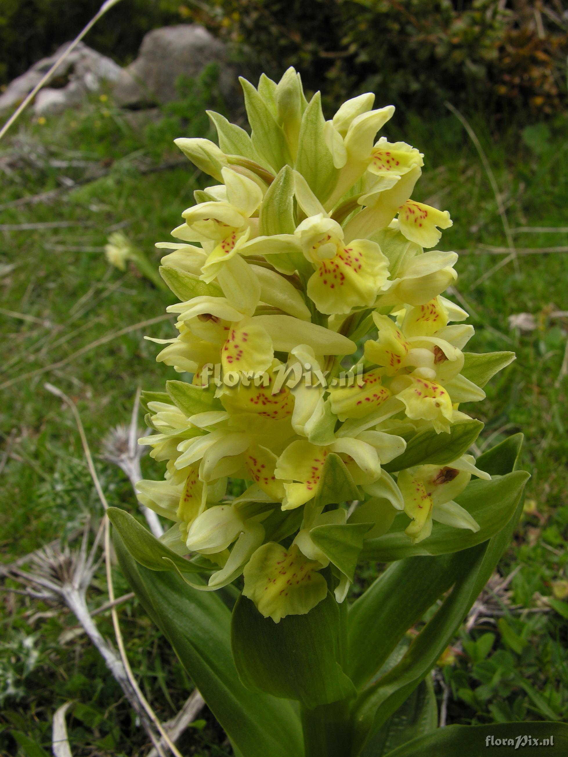 Dactylorhiza sambucina