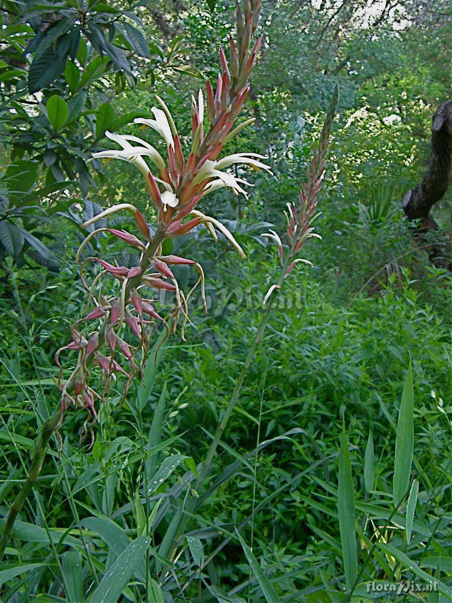 Pitcairnia sp.