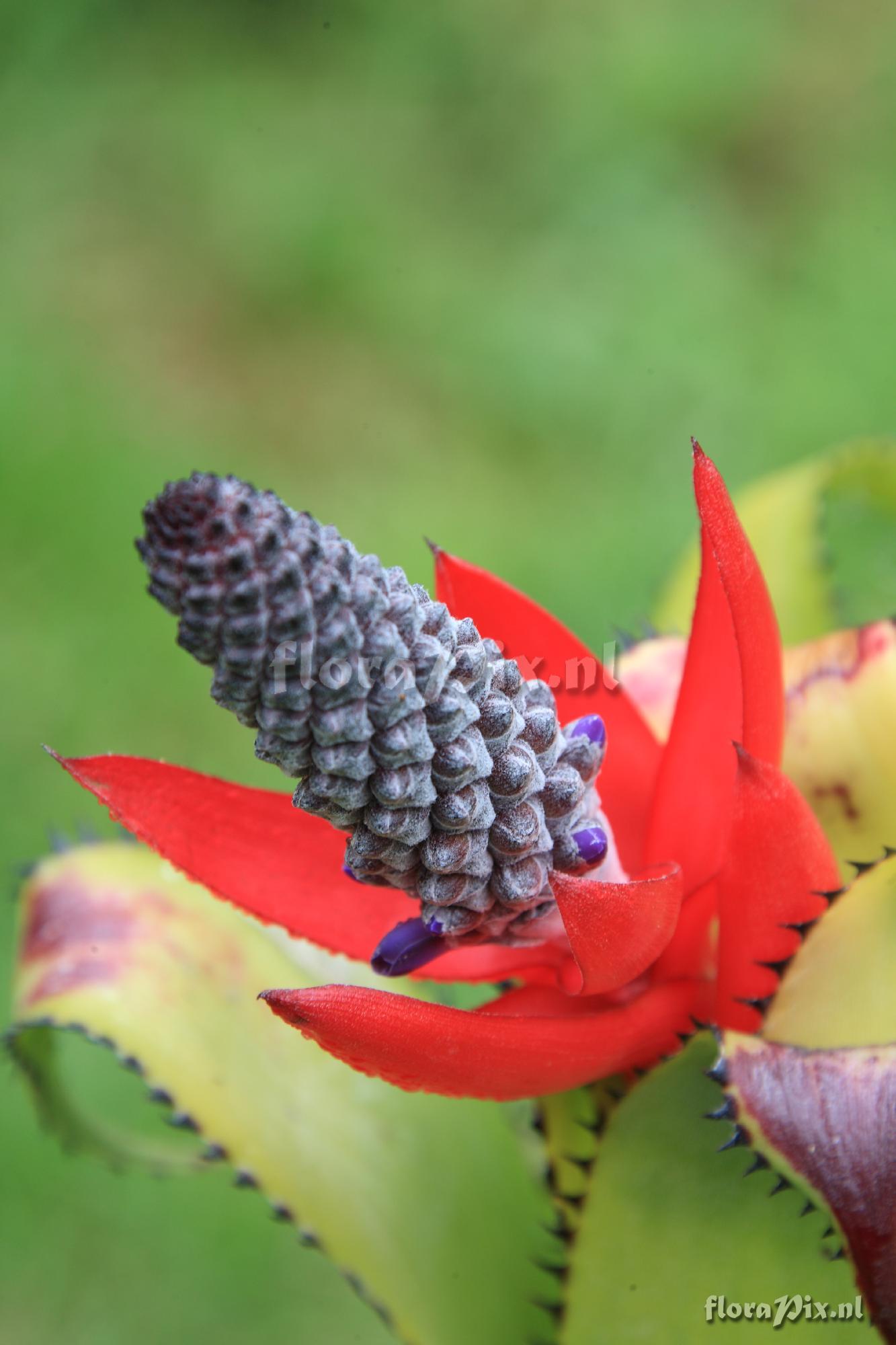 Aechmea triangularis