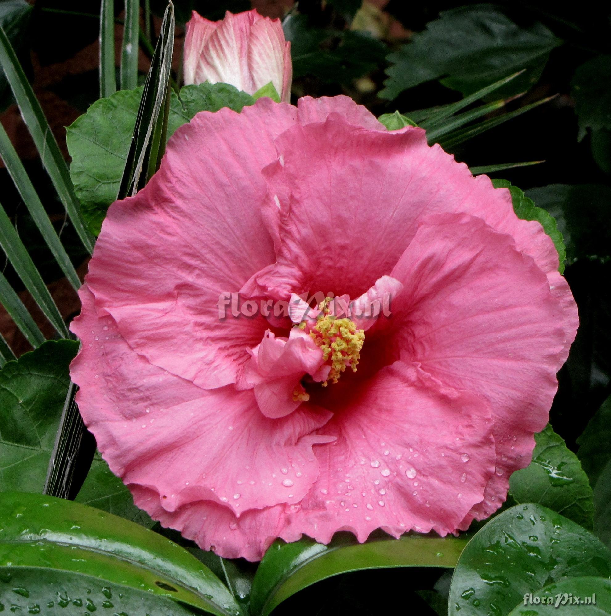 Hibiscus sp.