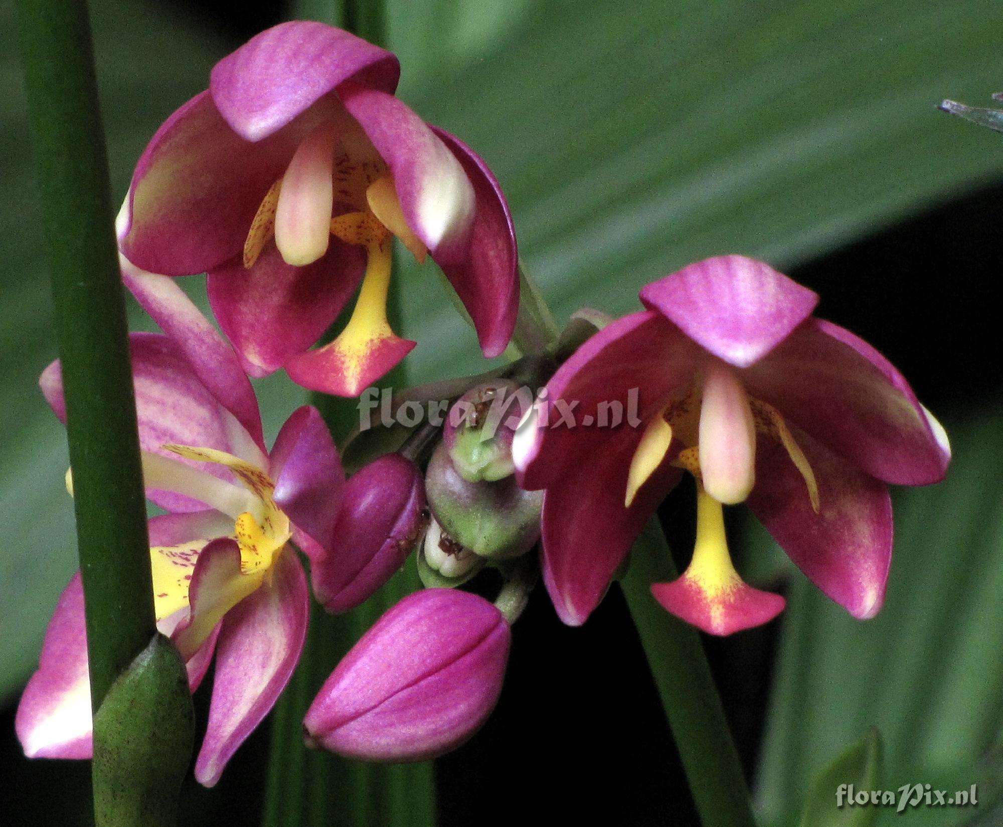 Spathoglottis sp. Orchidaceae