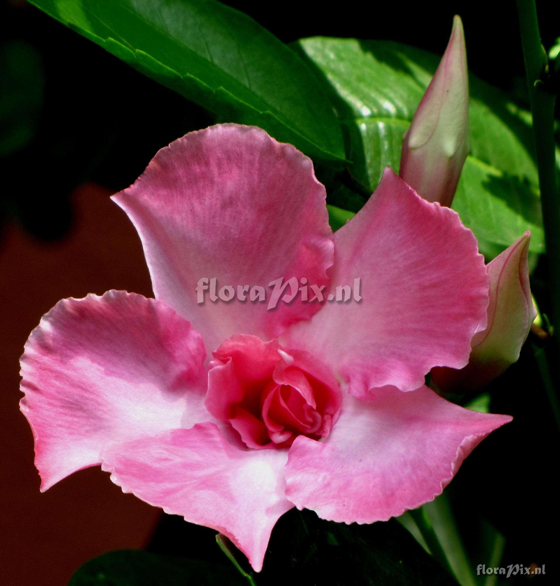 Mandevilla sp. Apocyanaceae