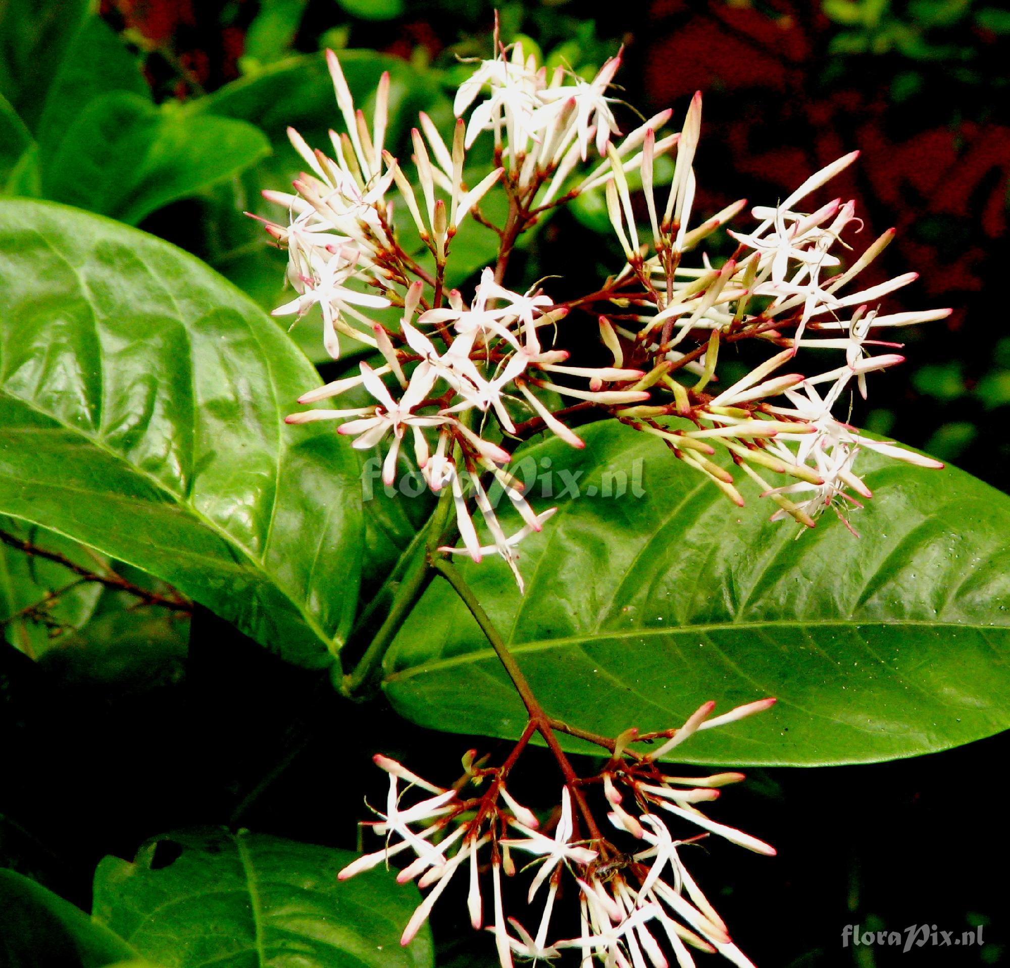 Ixora grandiflora Rubiaceae