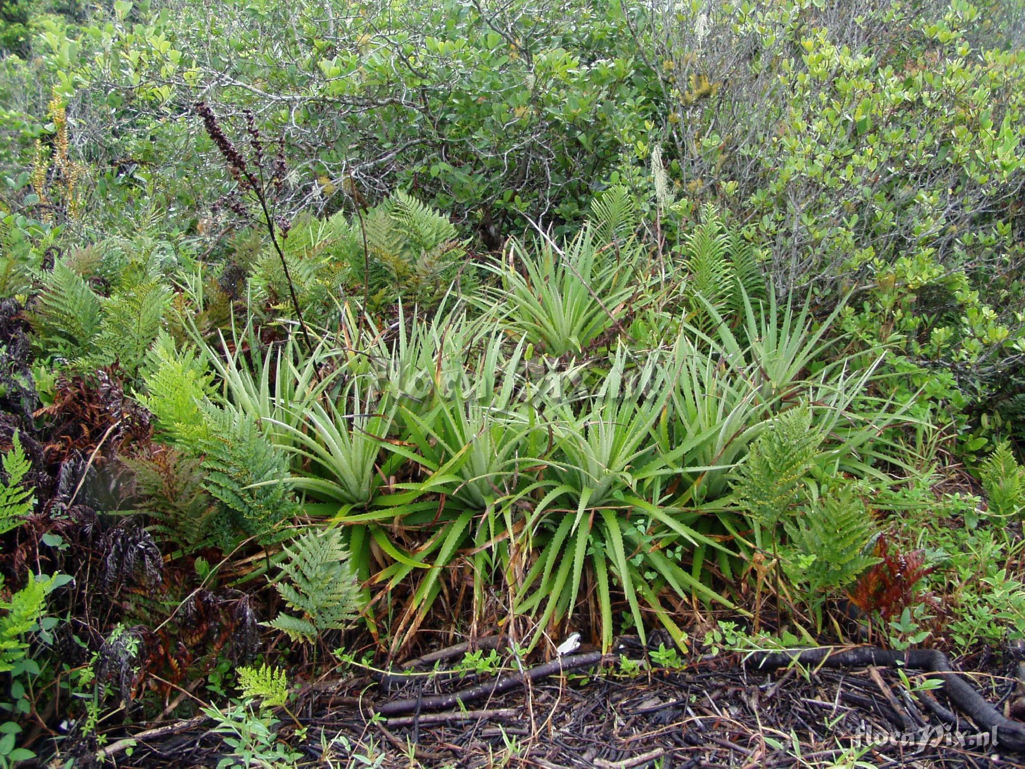 Dyckia encholirioides