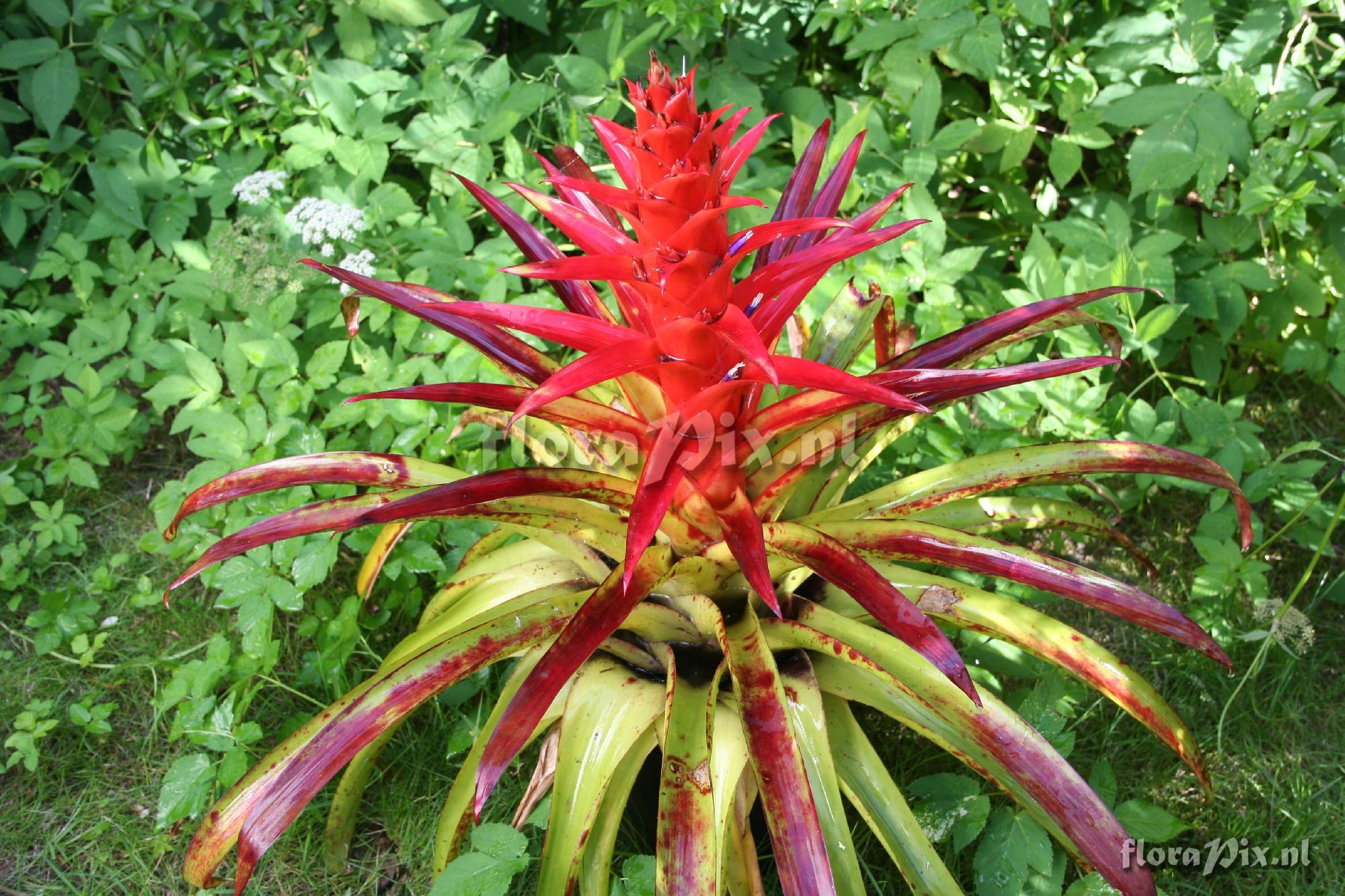 Tillandsia imperialis