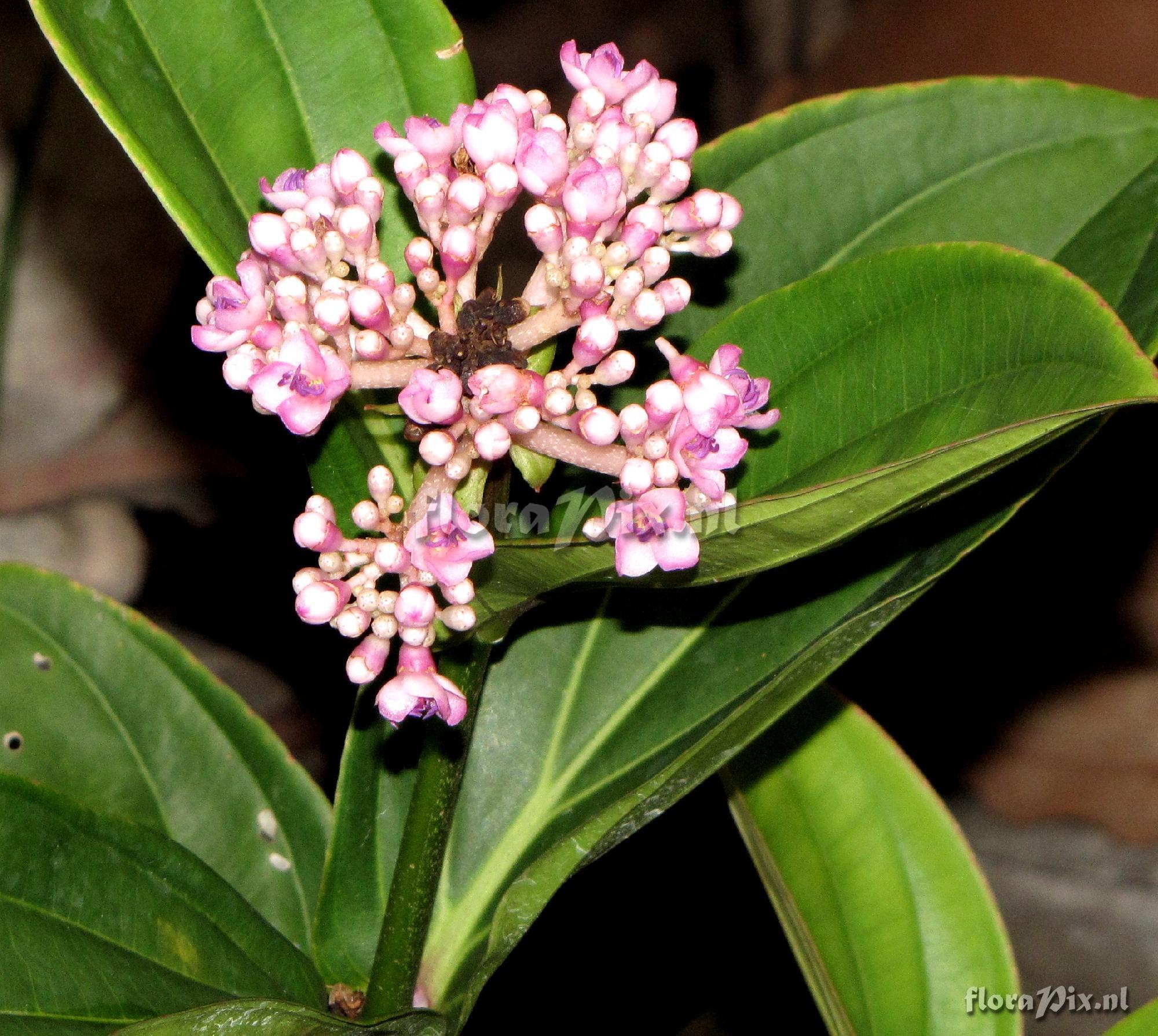 Medinilla sp. Melastomaceae