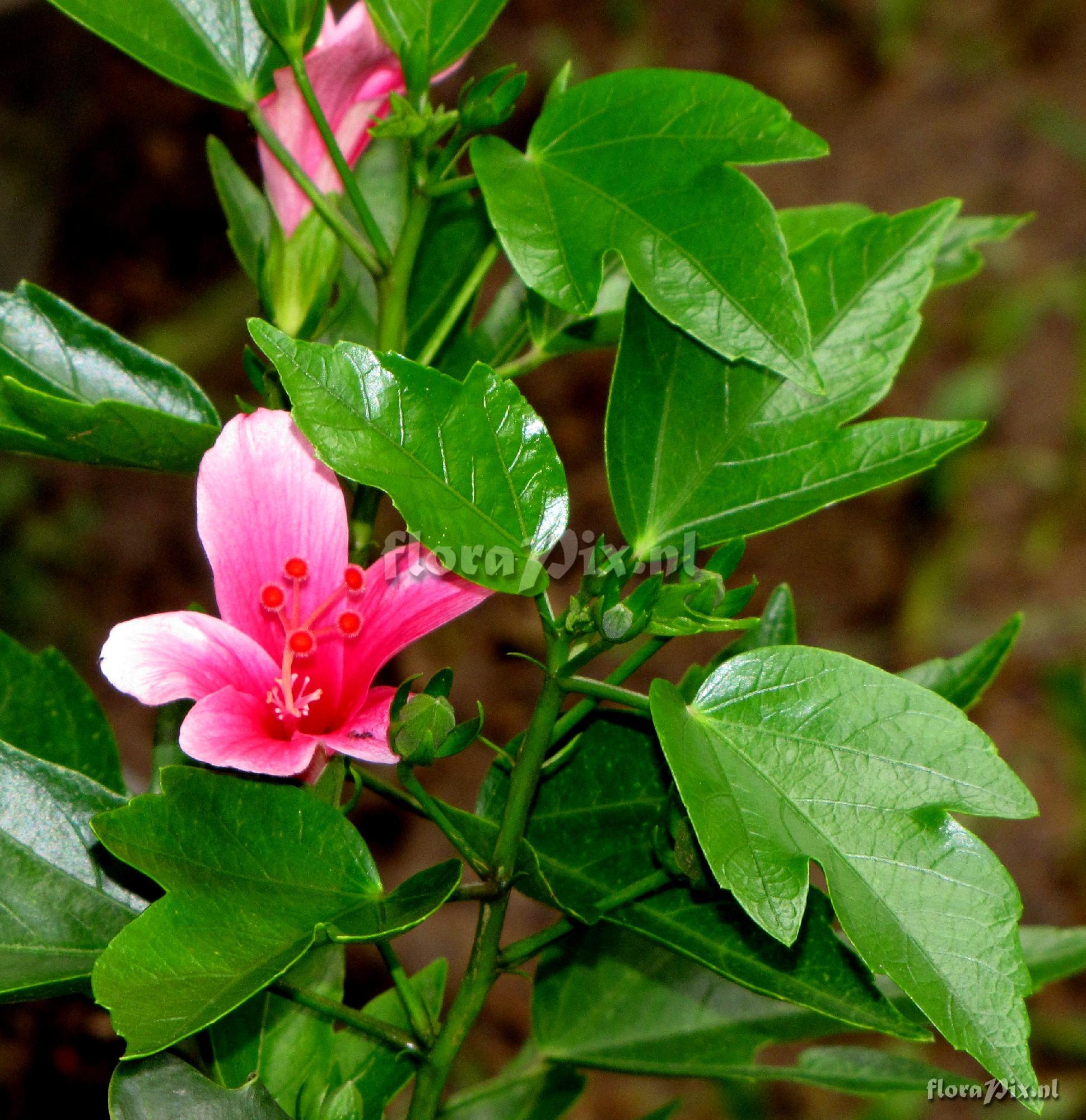 Hibiscus sp.