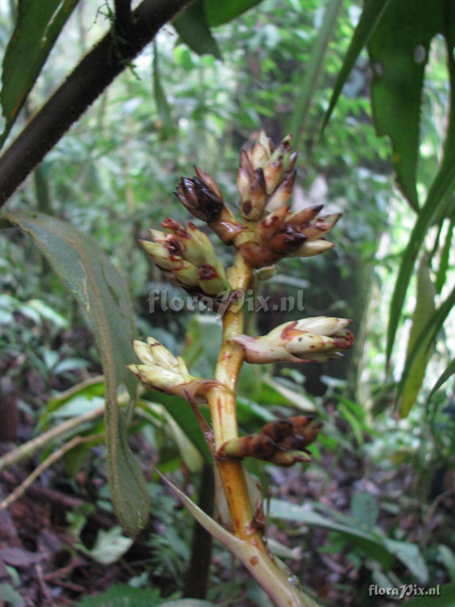 Guzmania sp.