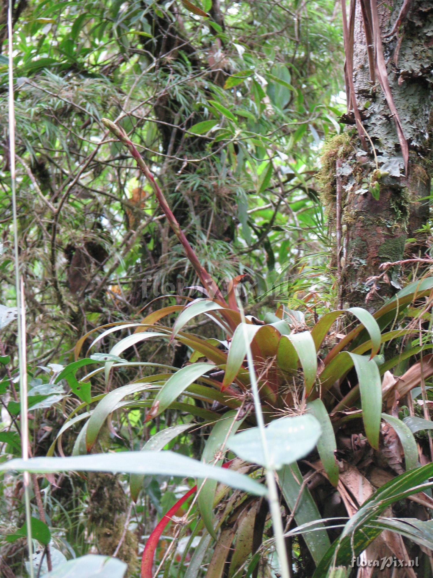 Guzmania sp.