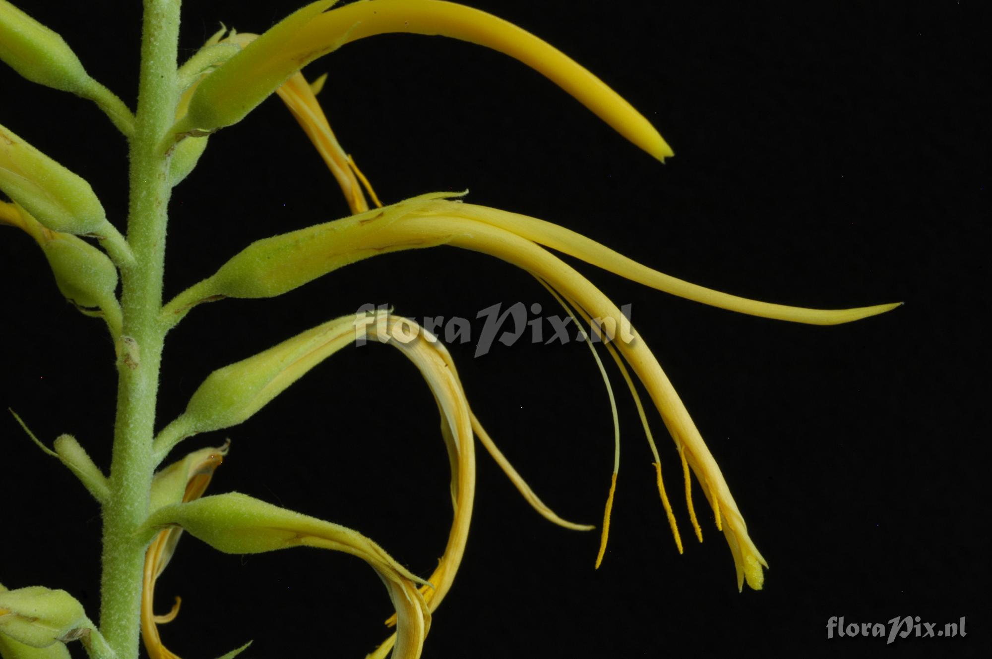 Pitcairnia aff. amblyosperma