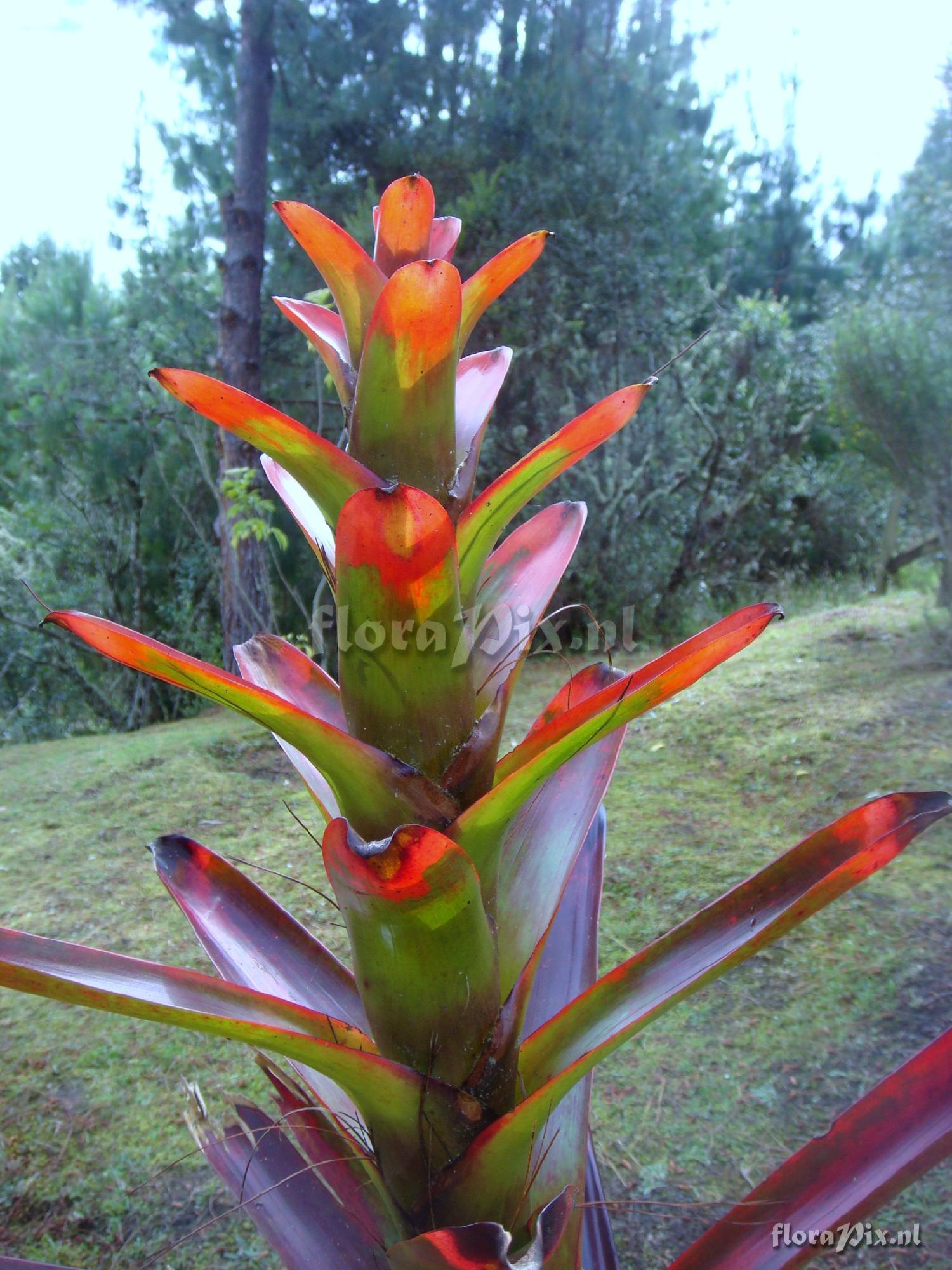 Guzmania gloriosa