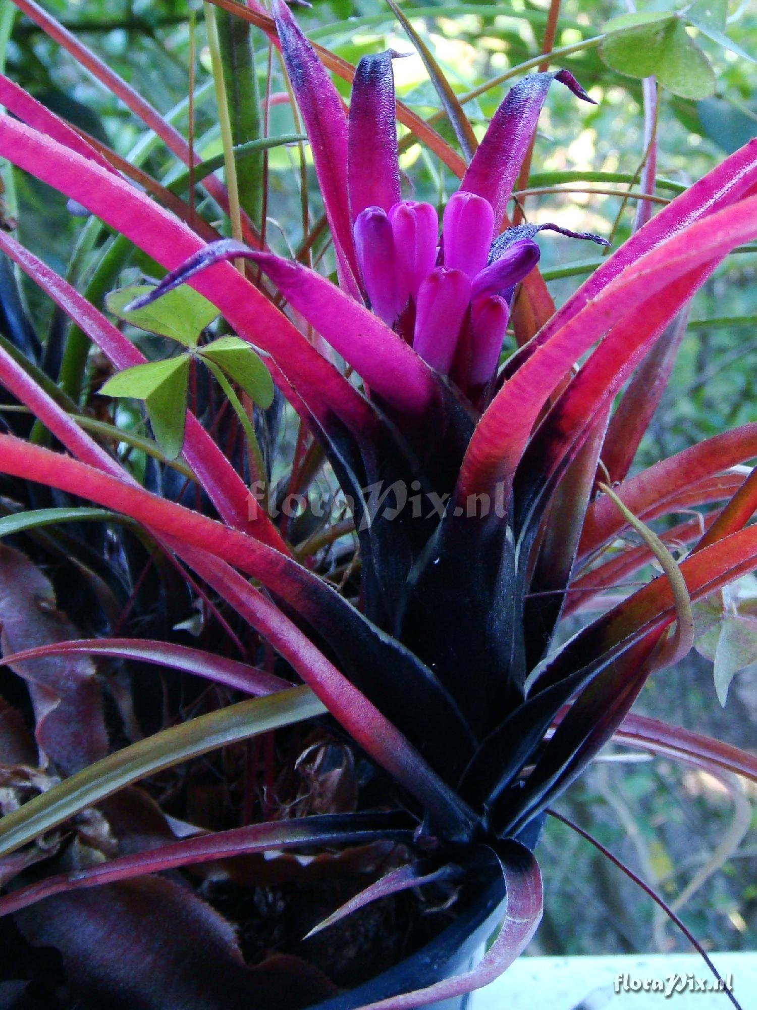 Aechmea recurvata