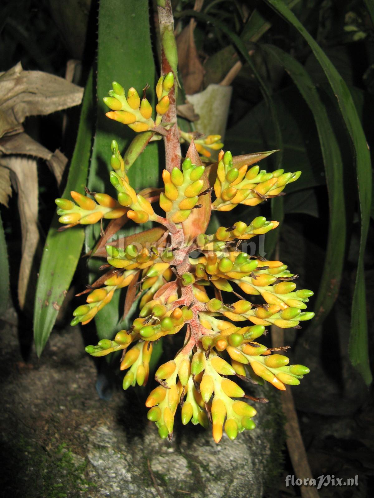 Aechmea penduliflora 