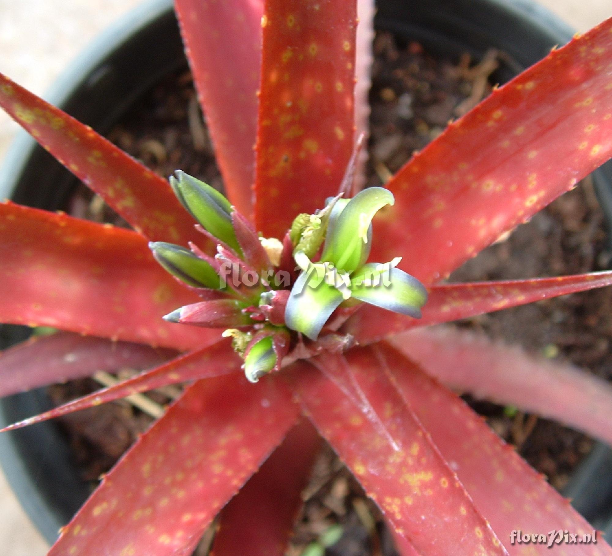 Cryptbergia Red burst