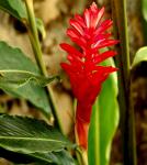 Zingiber sp. Red Flowerhead