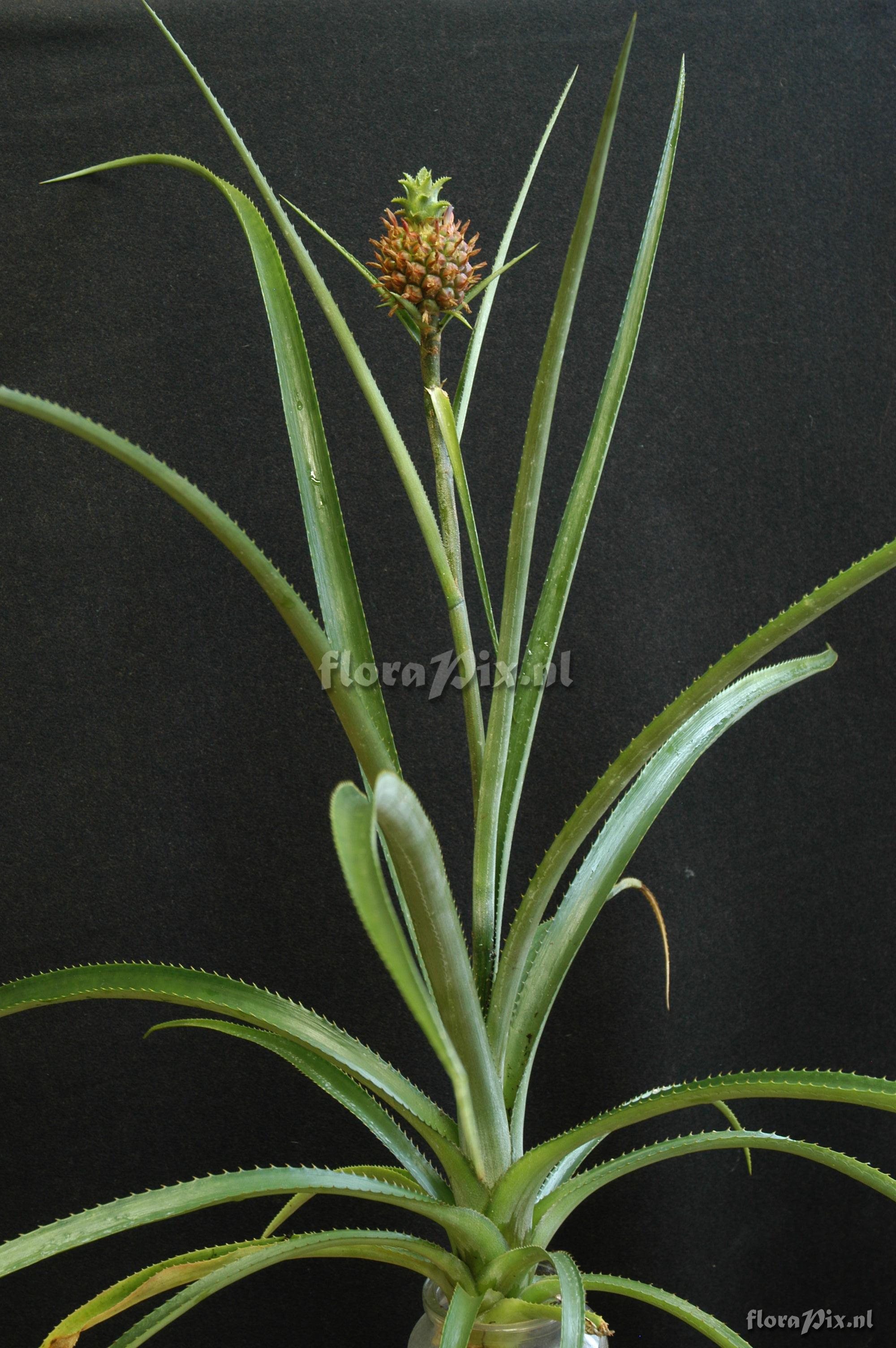 Ananas anassoides