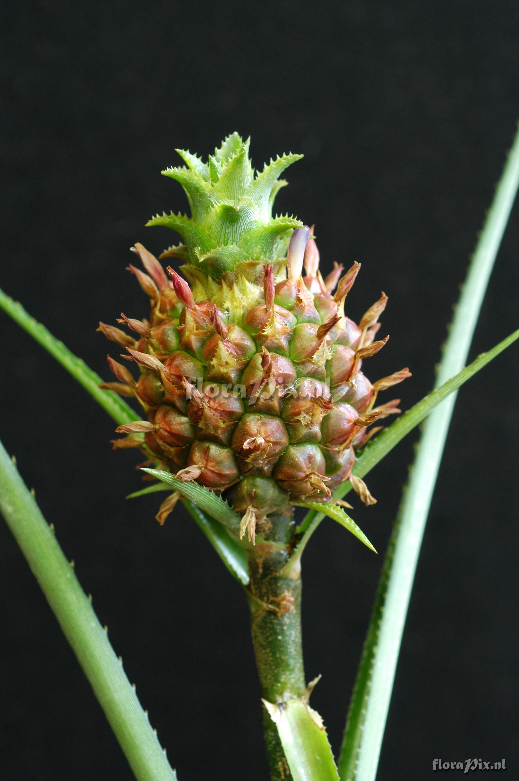 Ananas anassoides