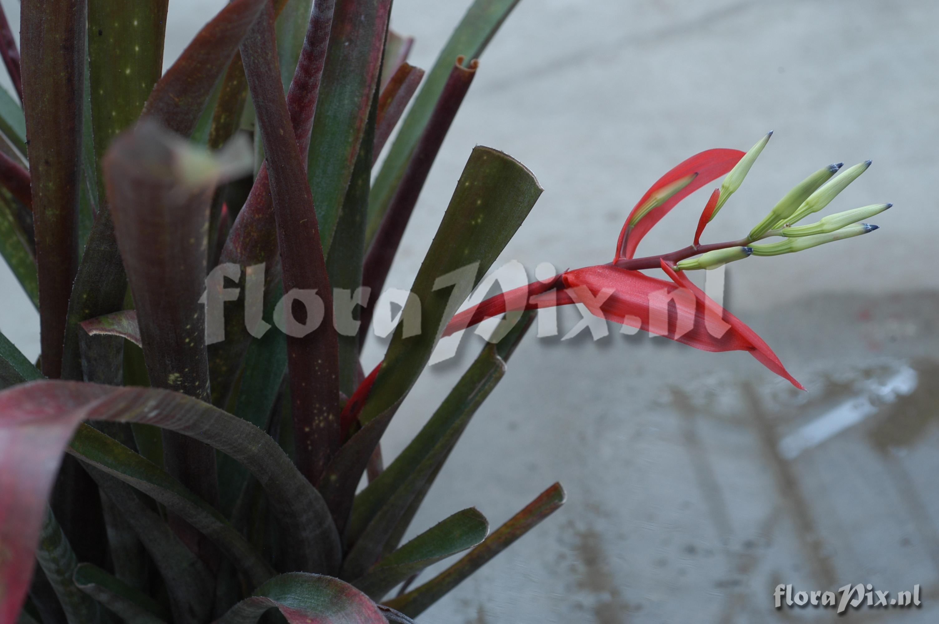 Billbergia amoena var. rubra