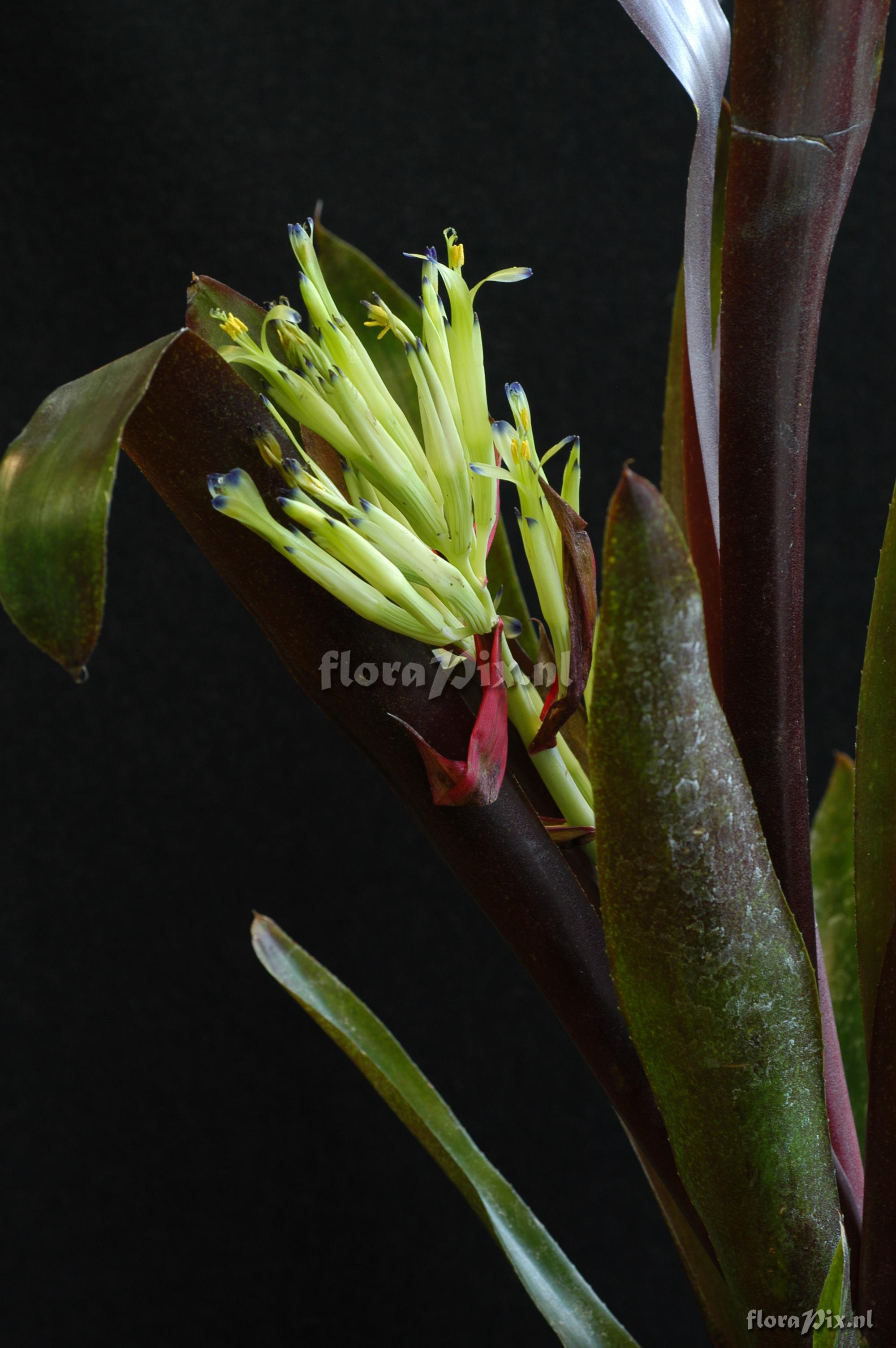 Billbergia amoena var. rubra