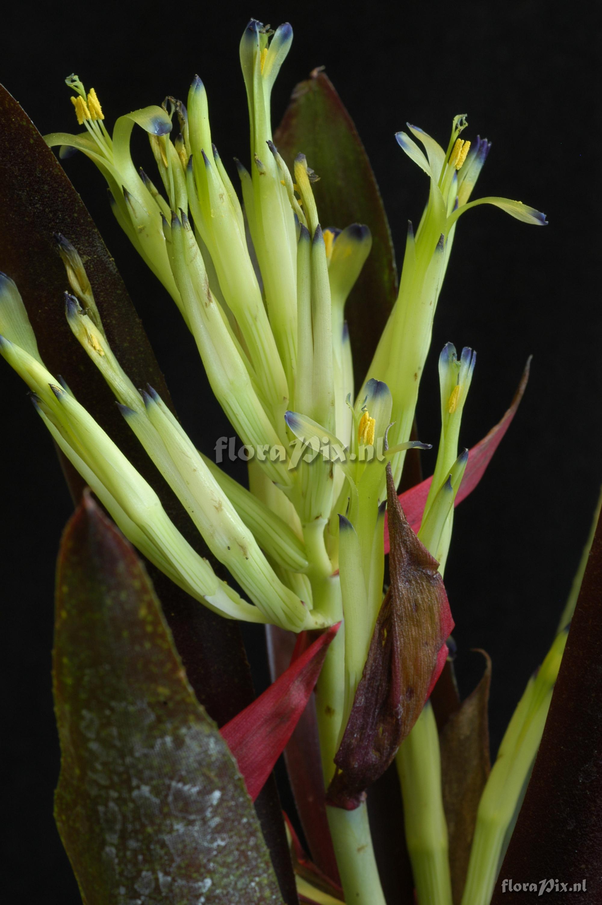 Billbergia amoena var. rubra