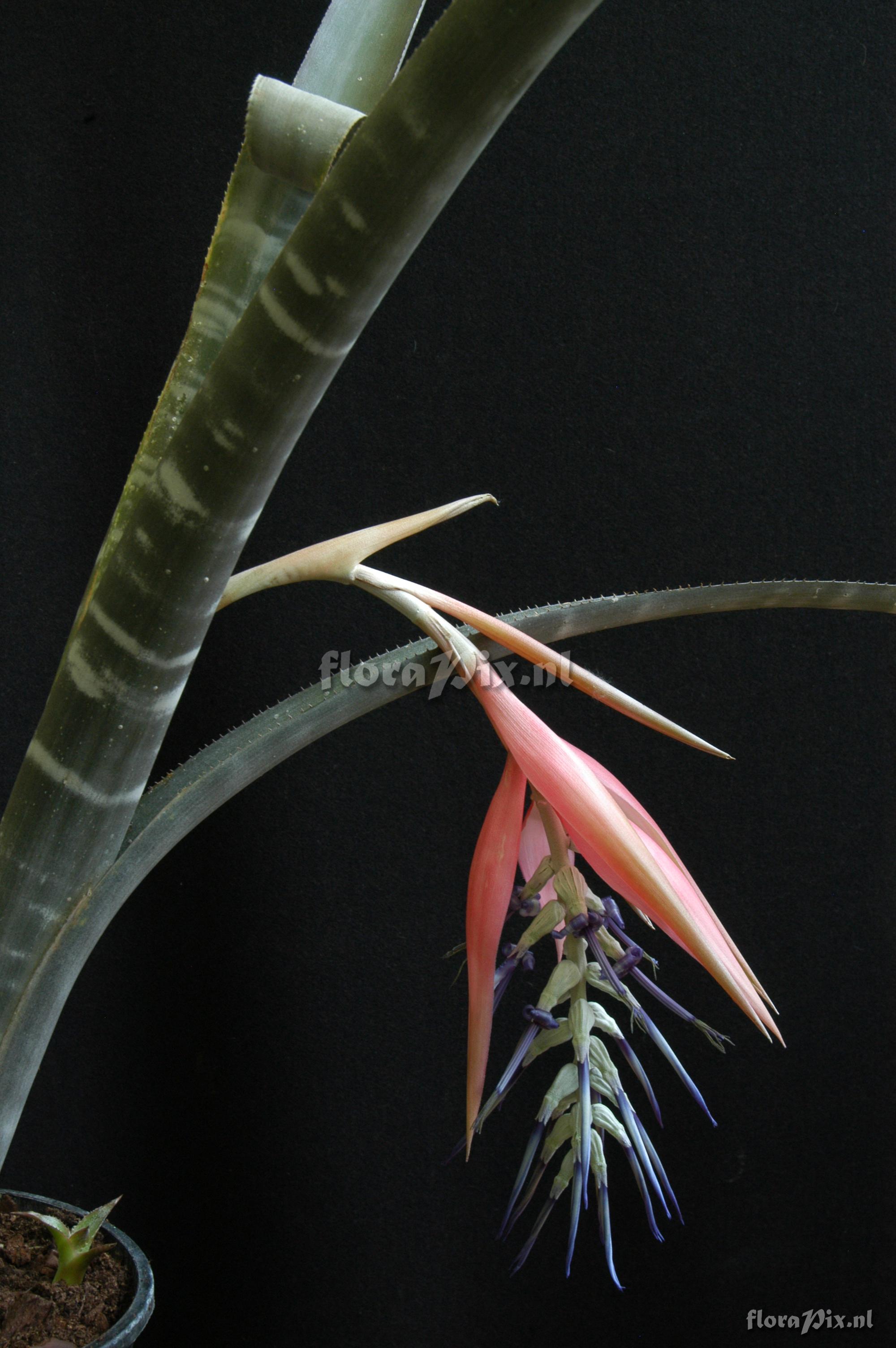 Billbergia kuhlmannii