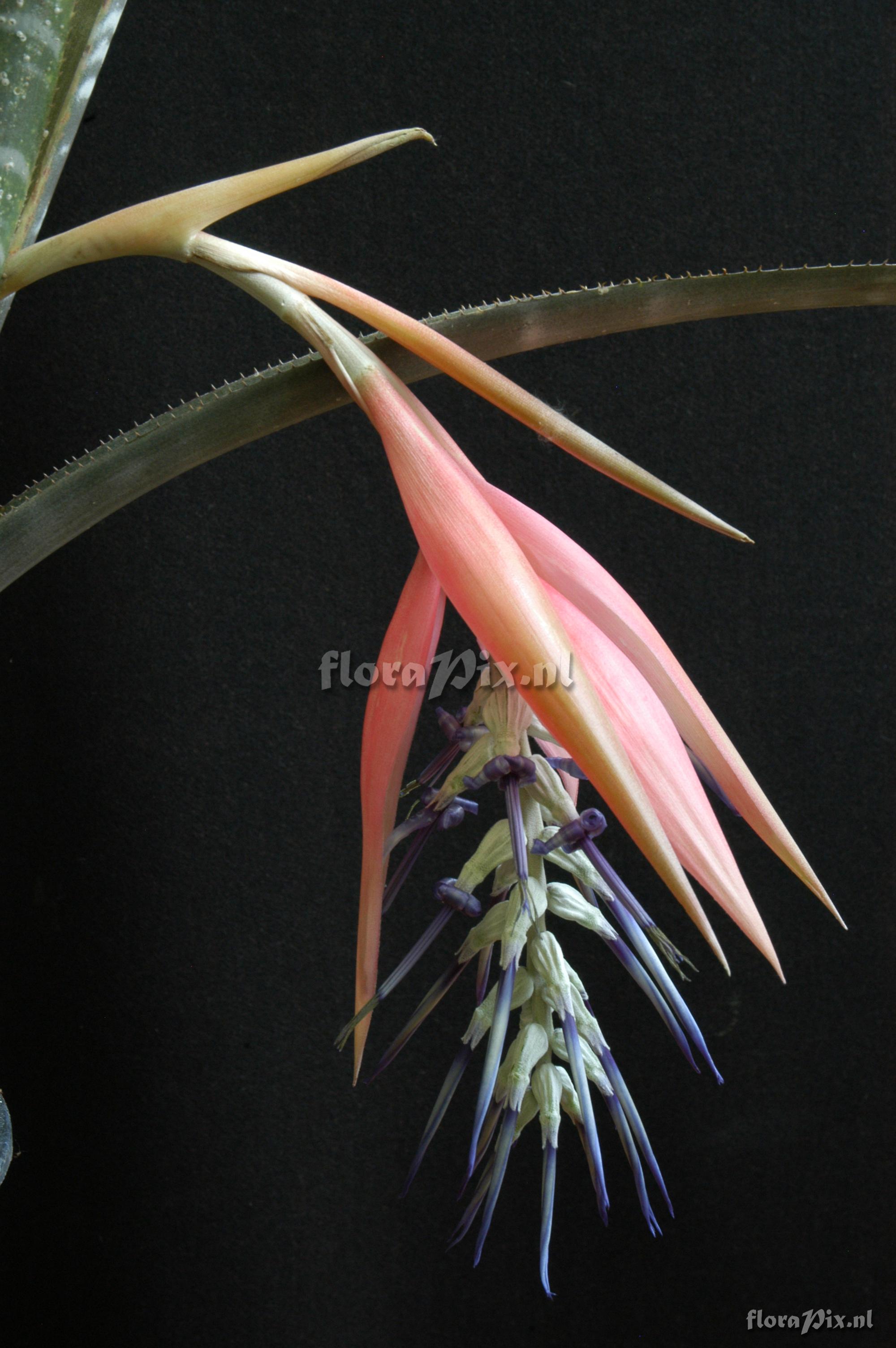 Billbergia brasiliensis