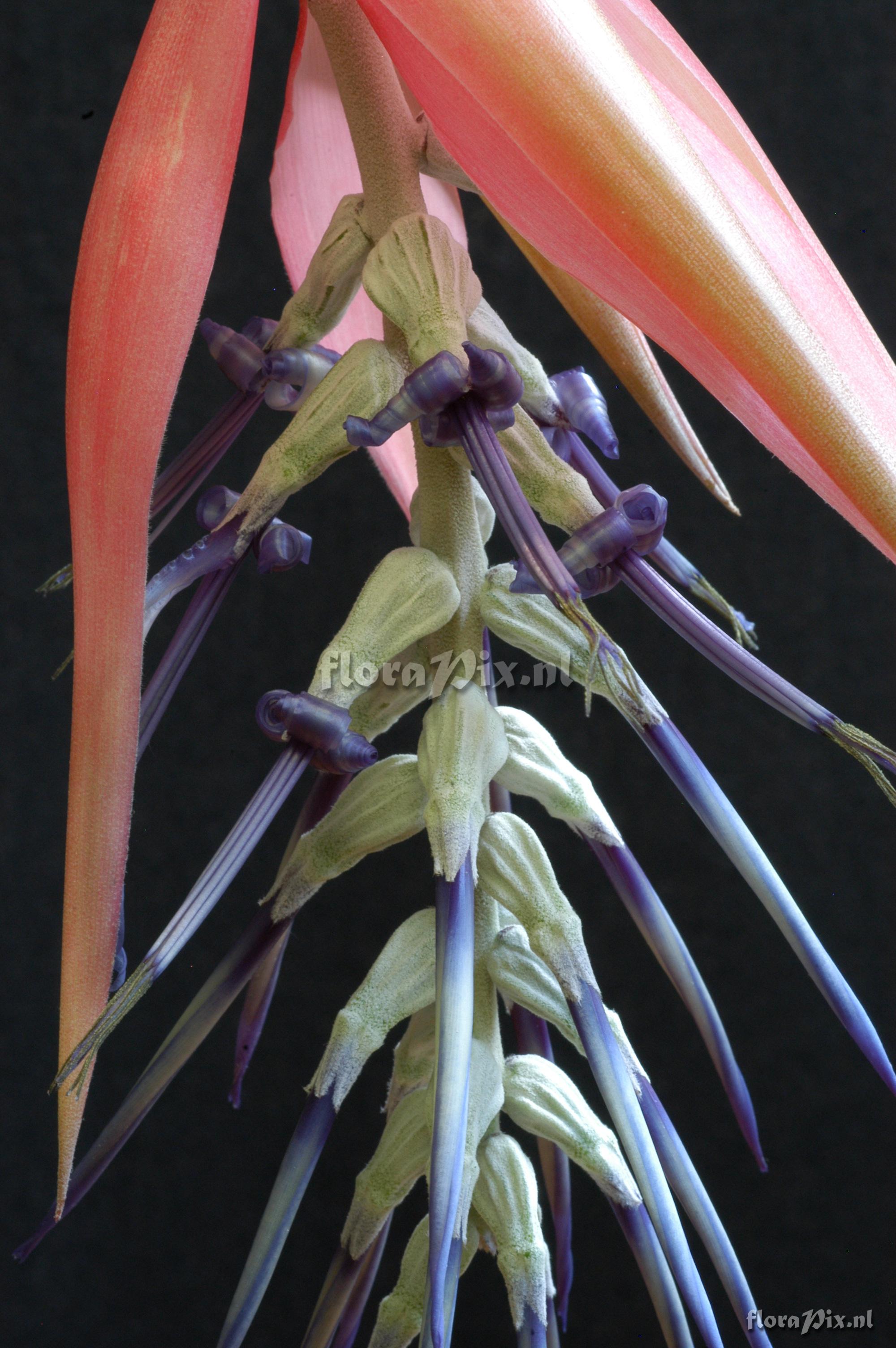 Billbergia kuhlmannii