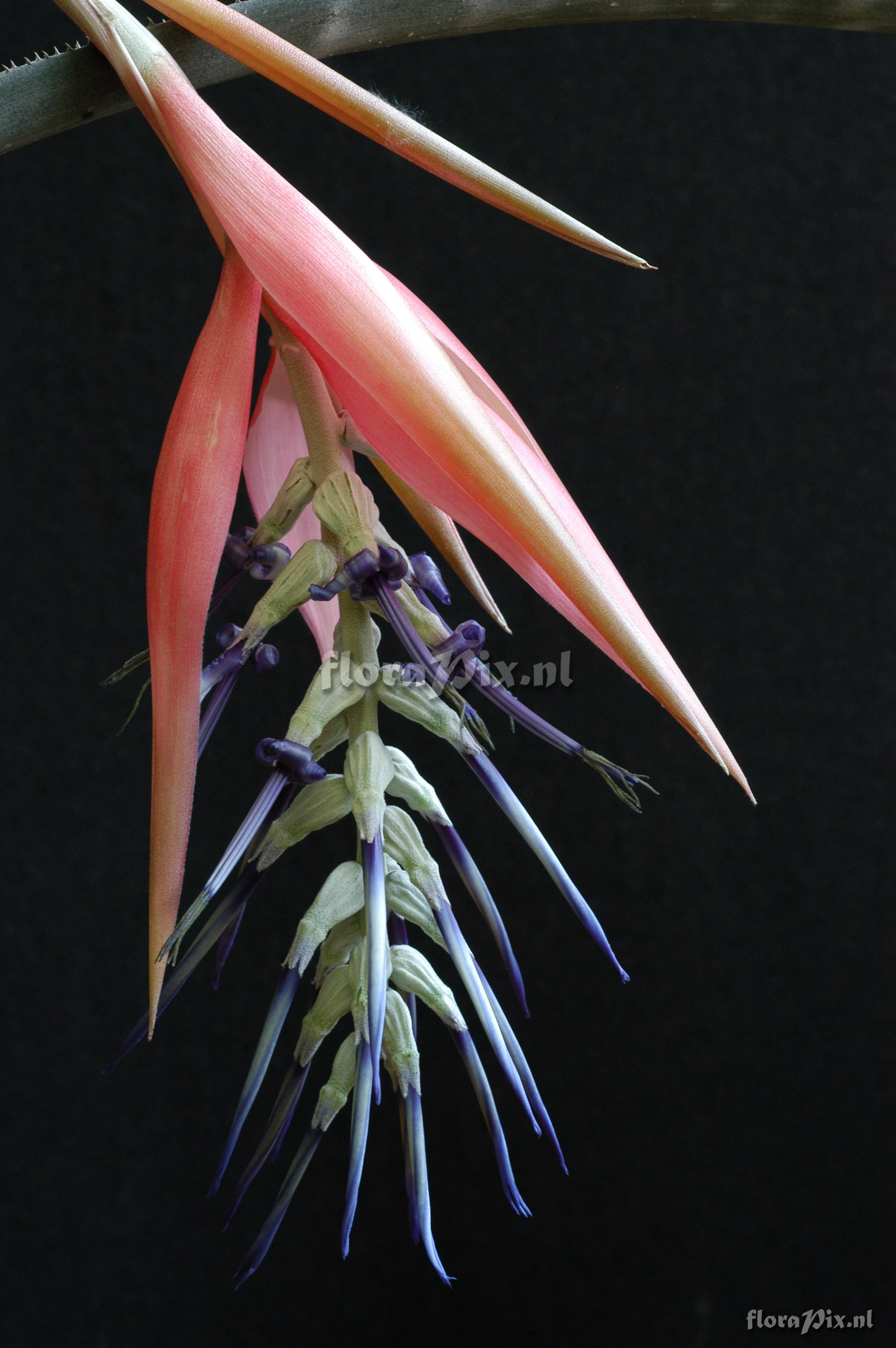 Billbergia kuhlmannii