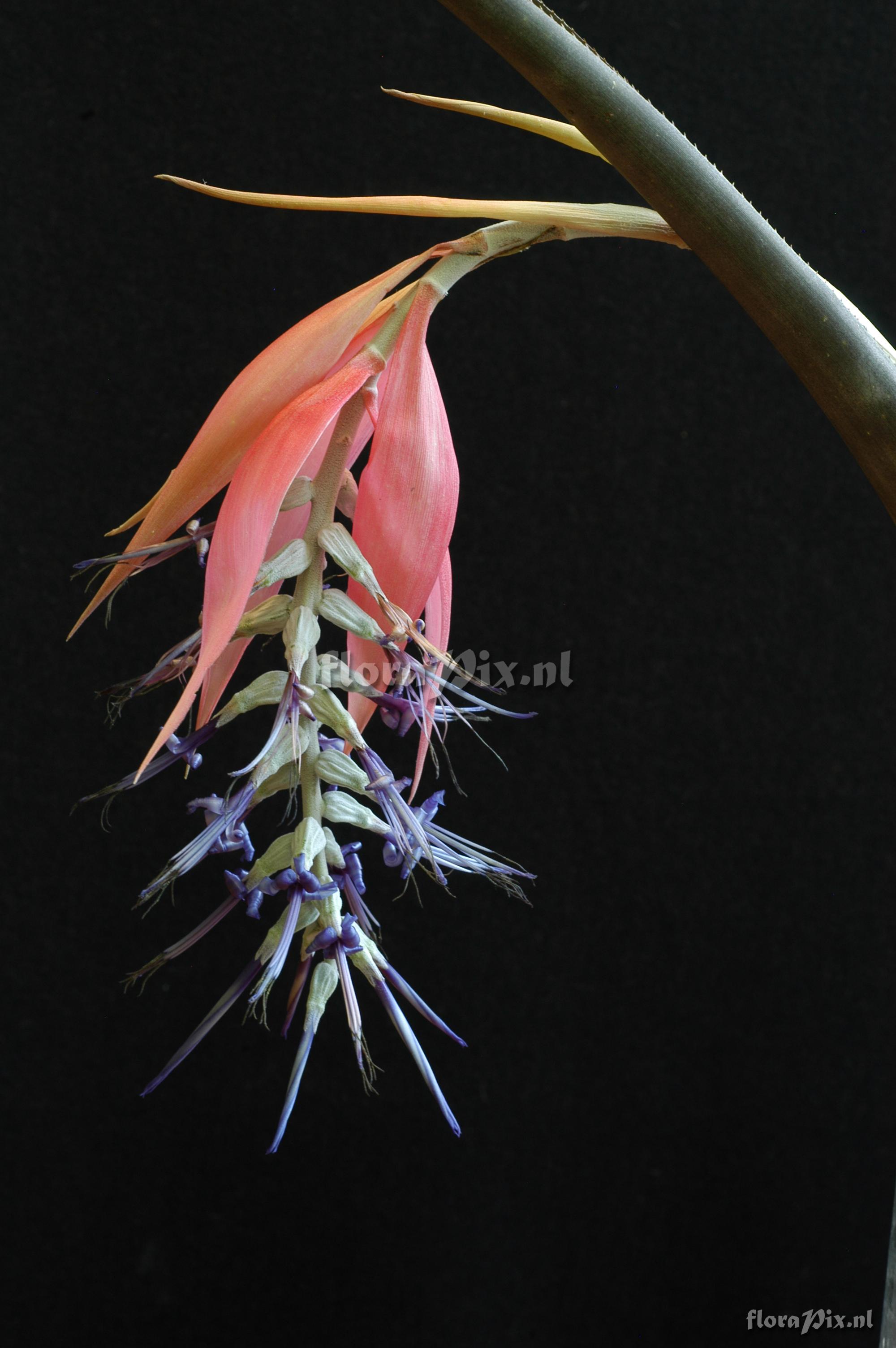 Billbergia brasiliensis