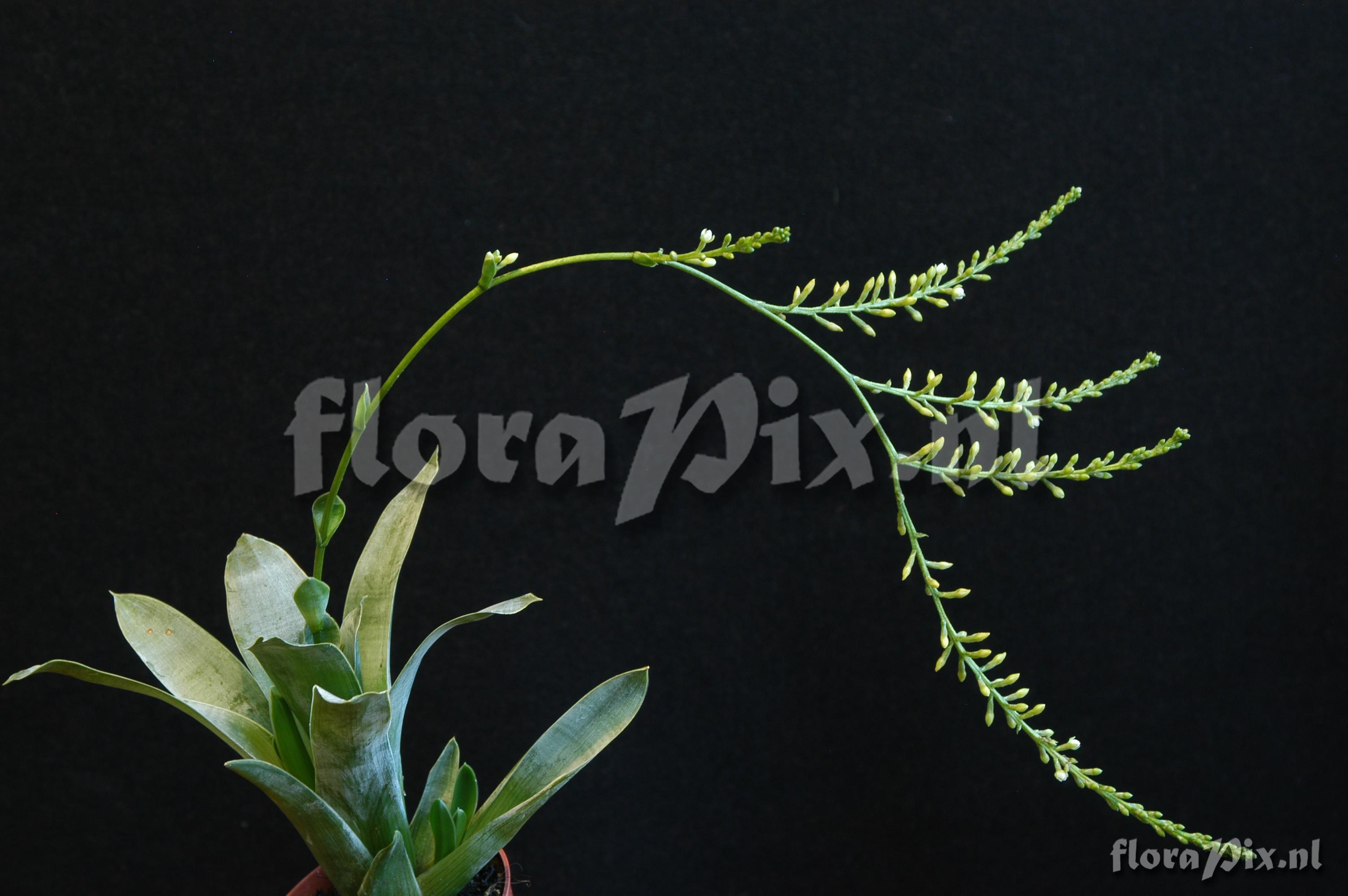 Rhynchoglossum notonianum 1986GR00050