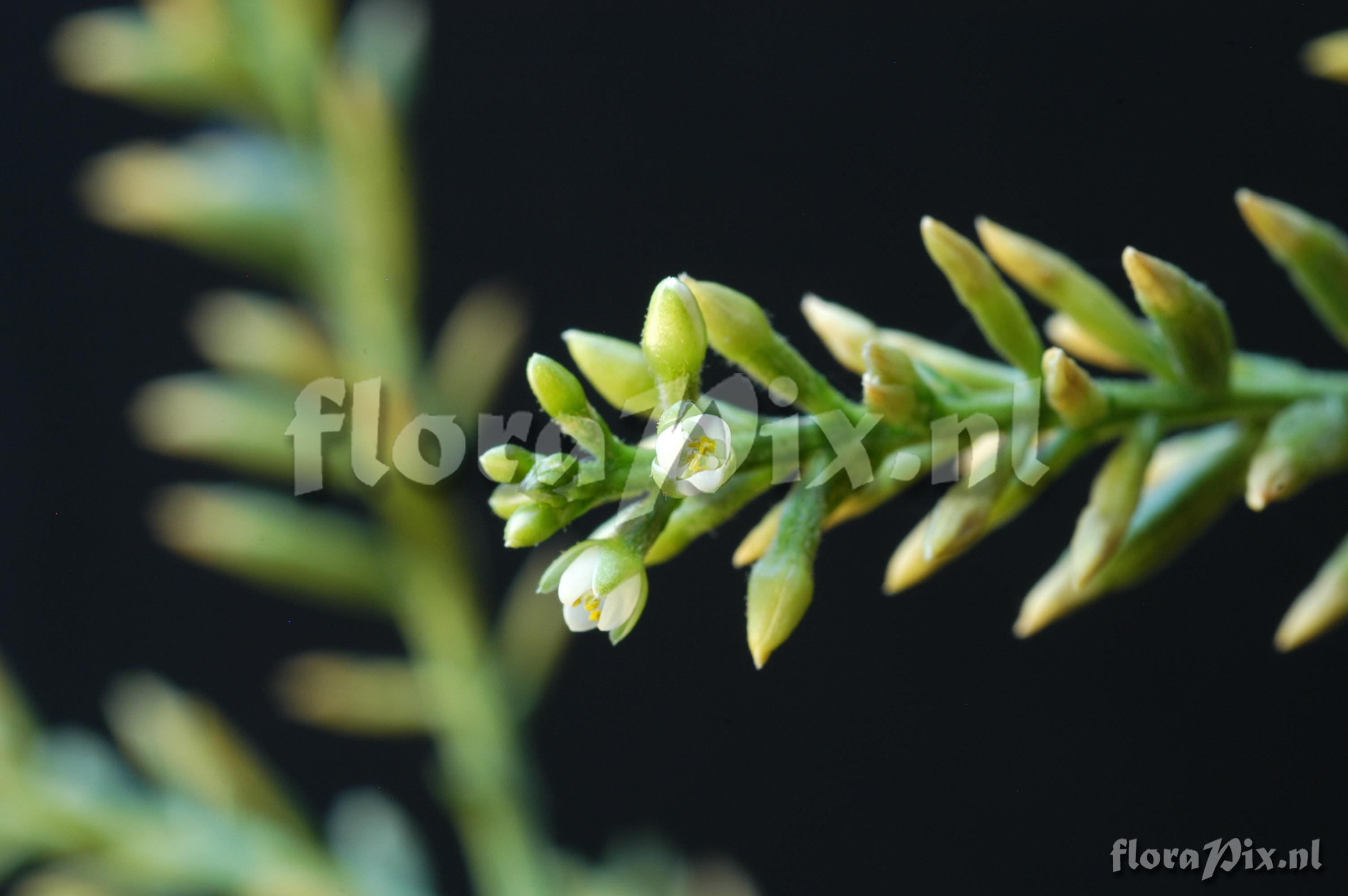 Brocchinia hechtioides