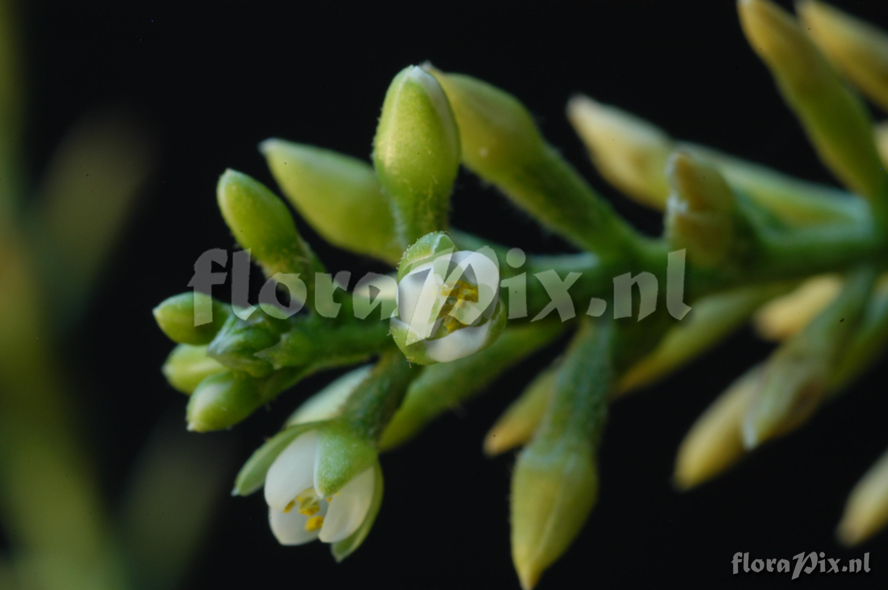 Brocchinia hechtioides