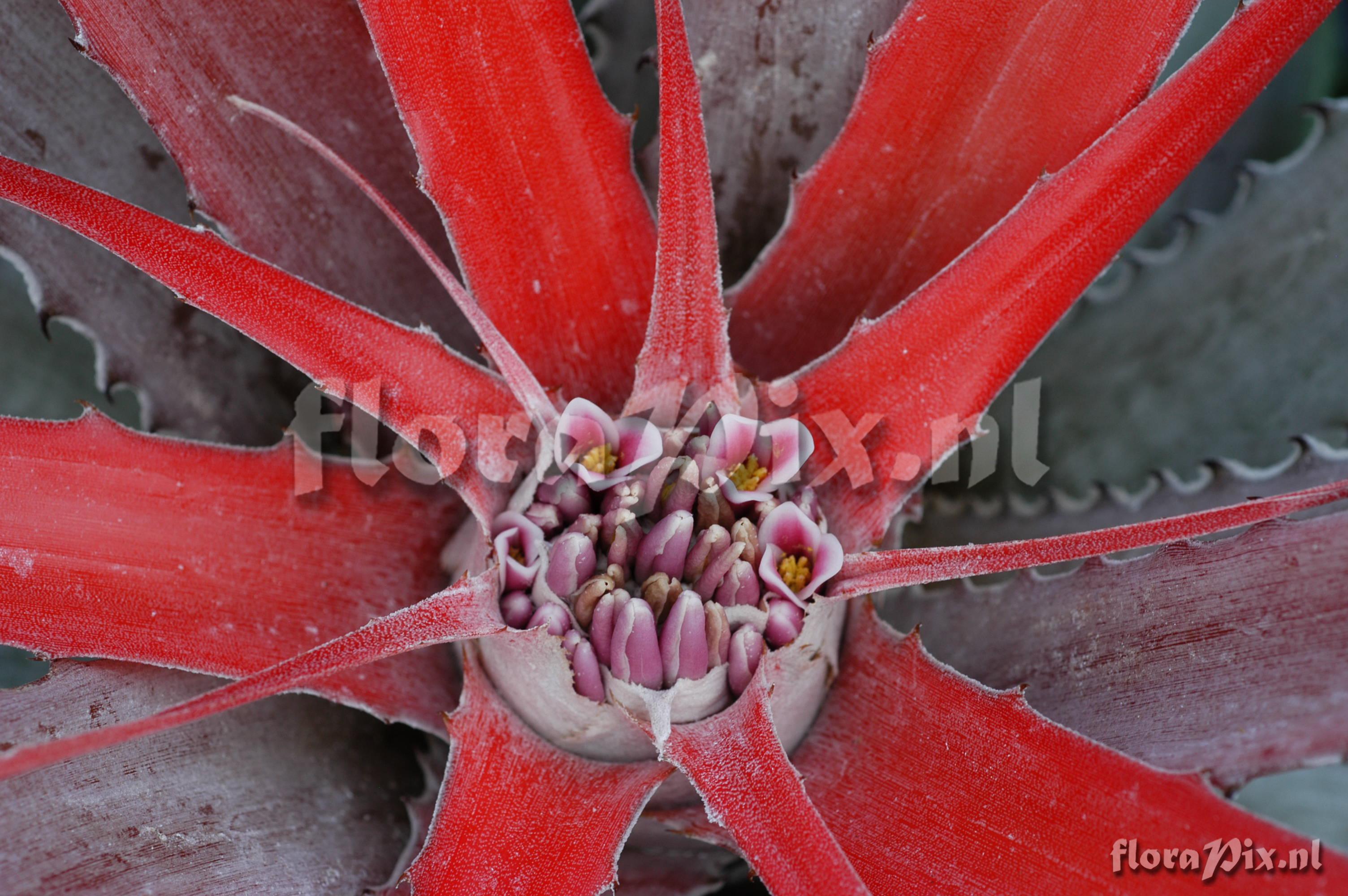 Bromelia flemingii