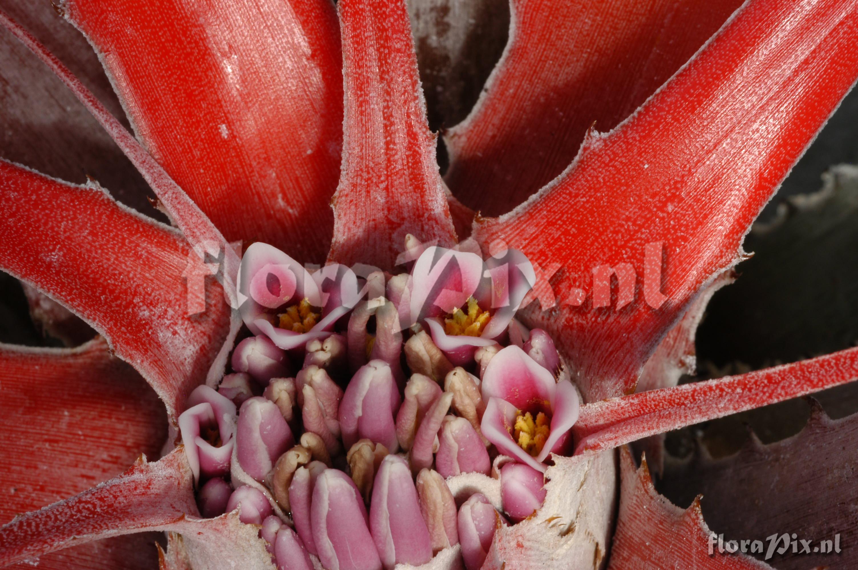 Bromelia flemingii