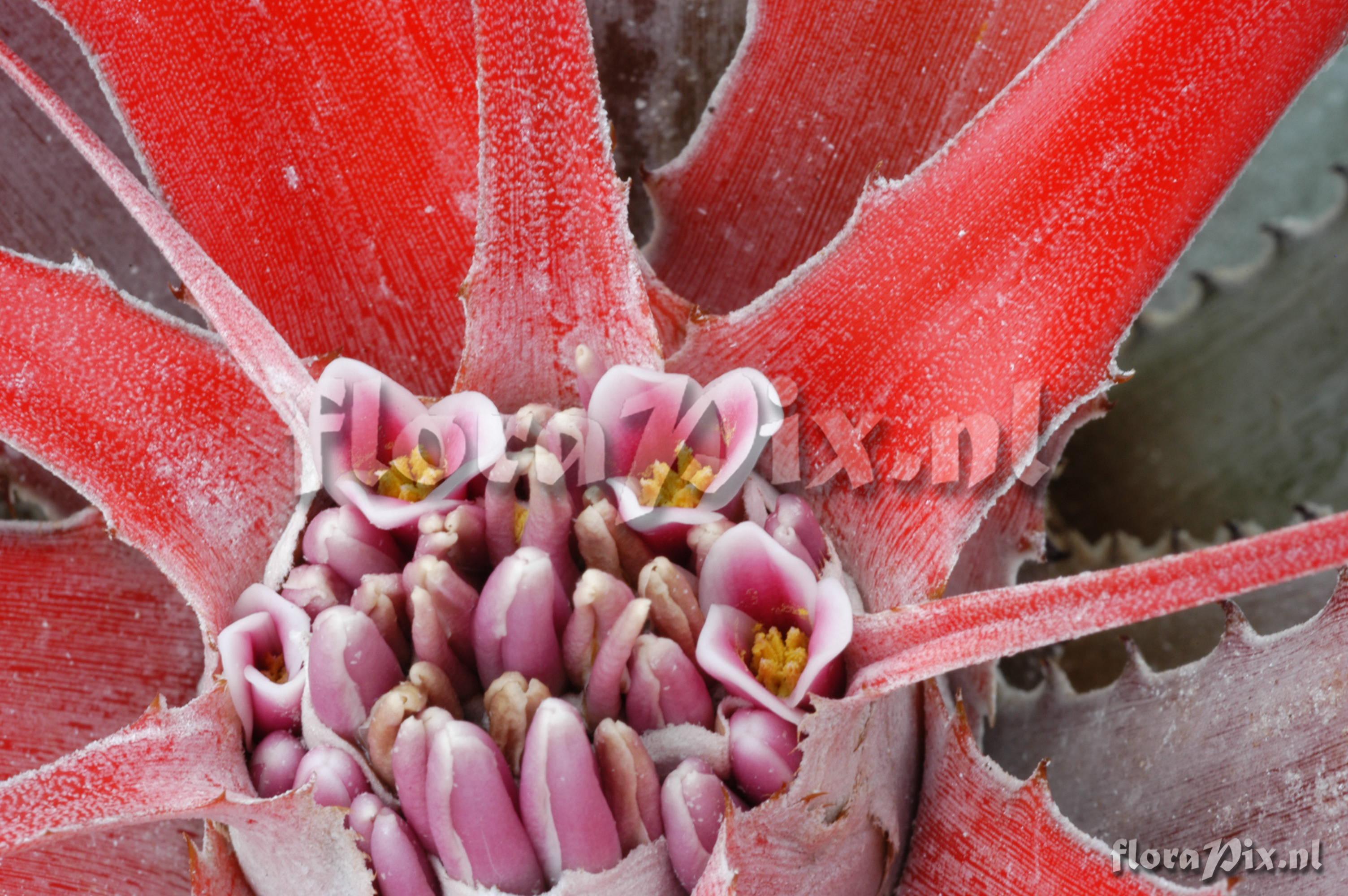 Bromelia flemingii