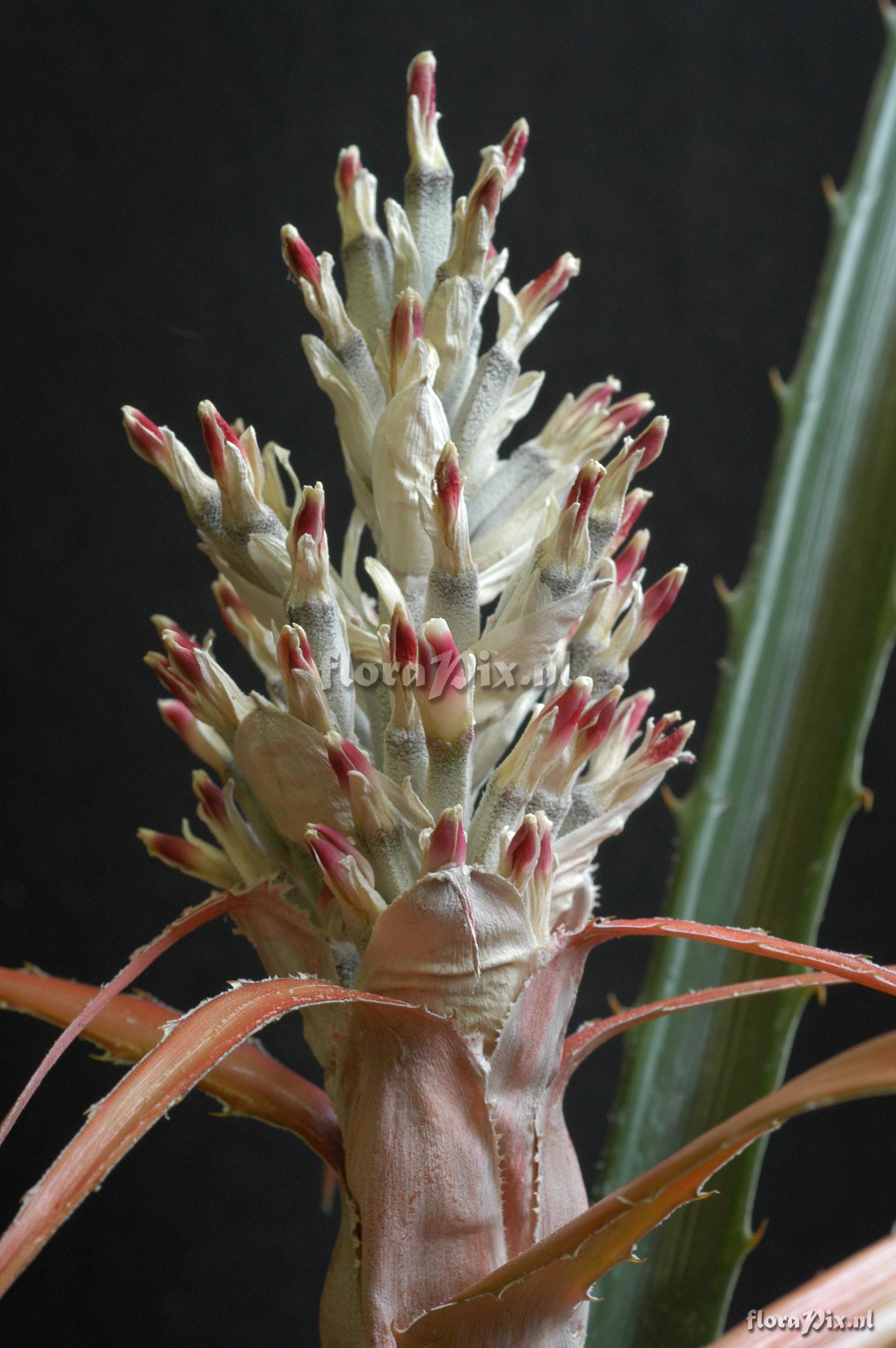 Bromelia laciniosa