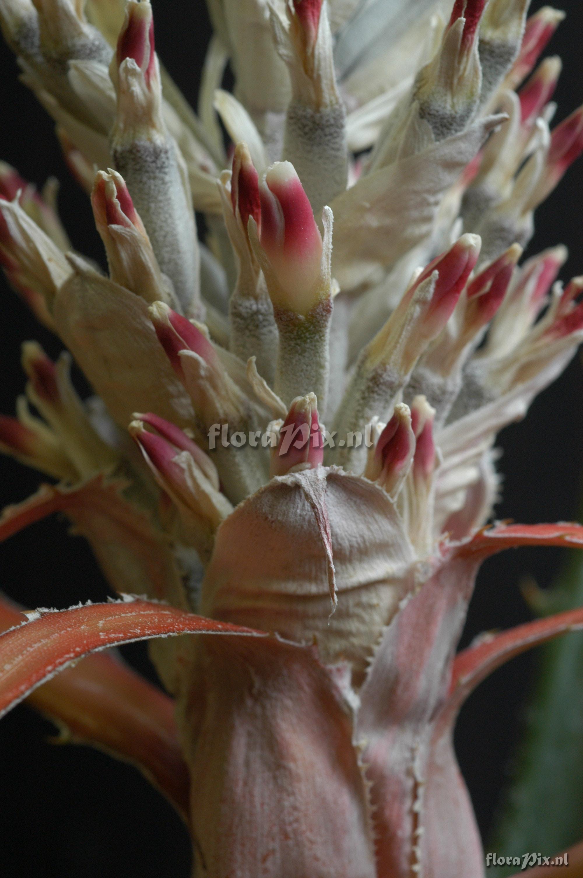 Bromelia laciniosa