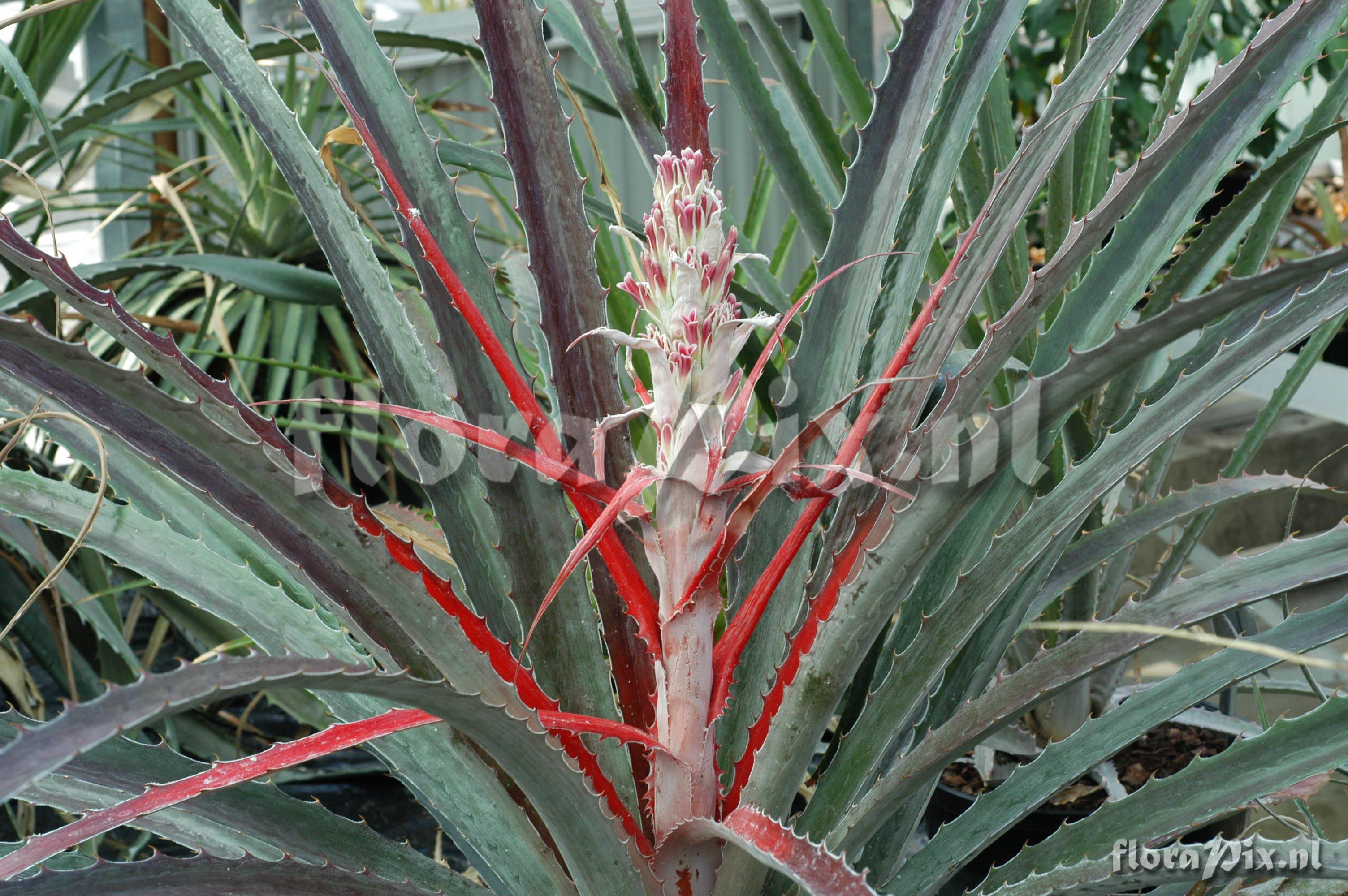 Bromelia pinguin