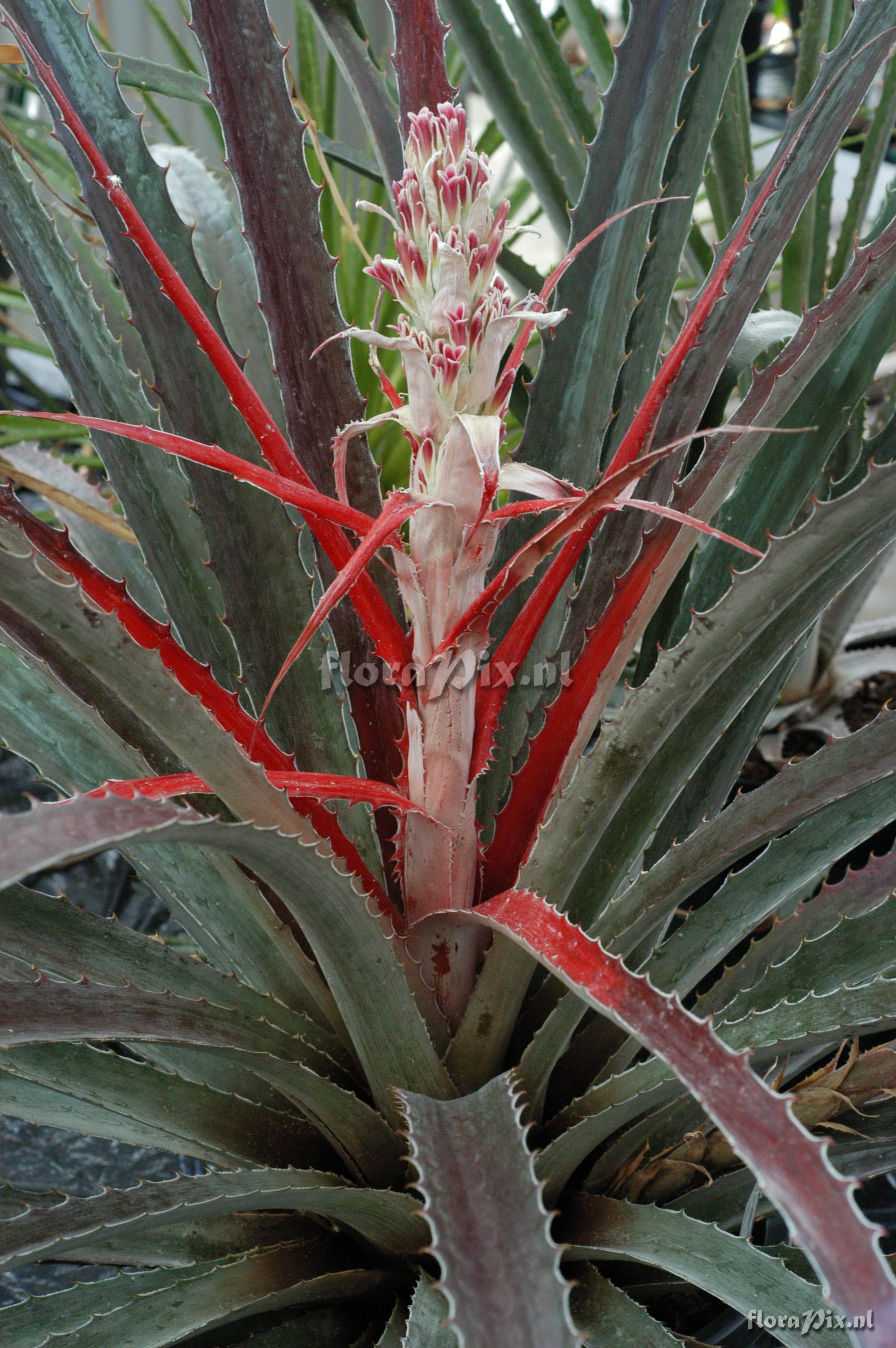 Bromelia pinguin